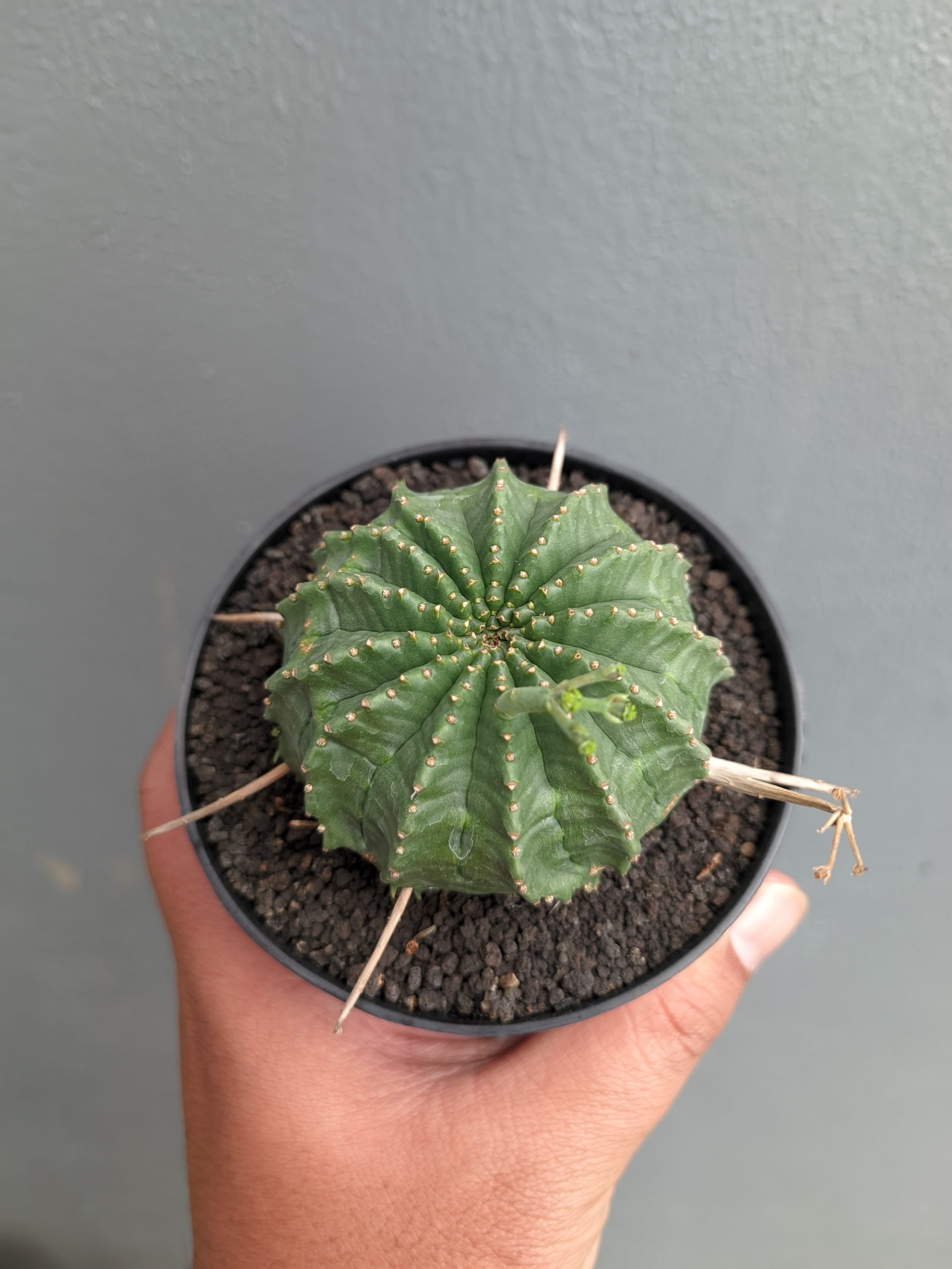 1385. Euphorbia Valida - Image 8