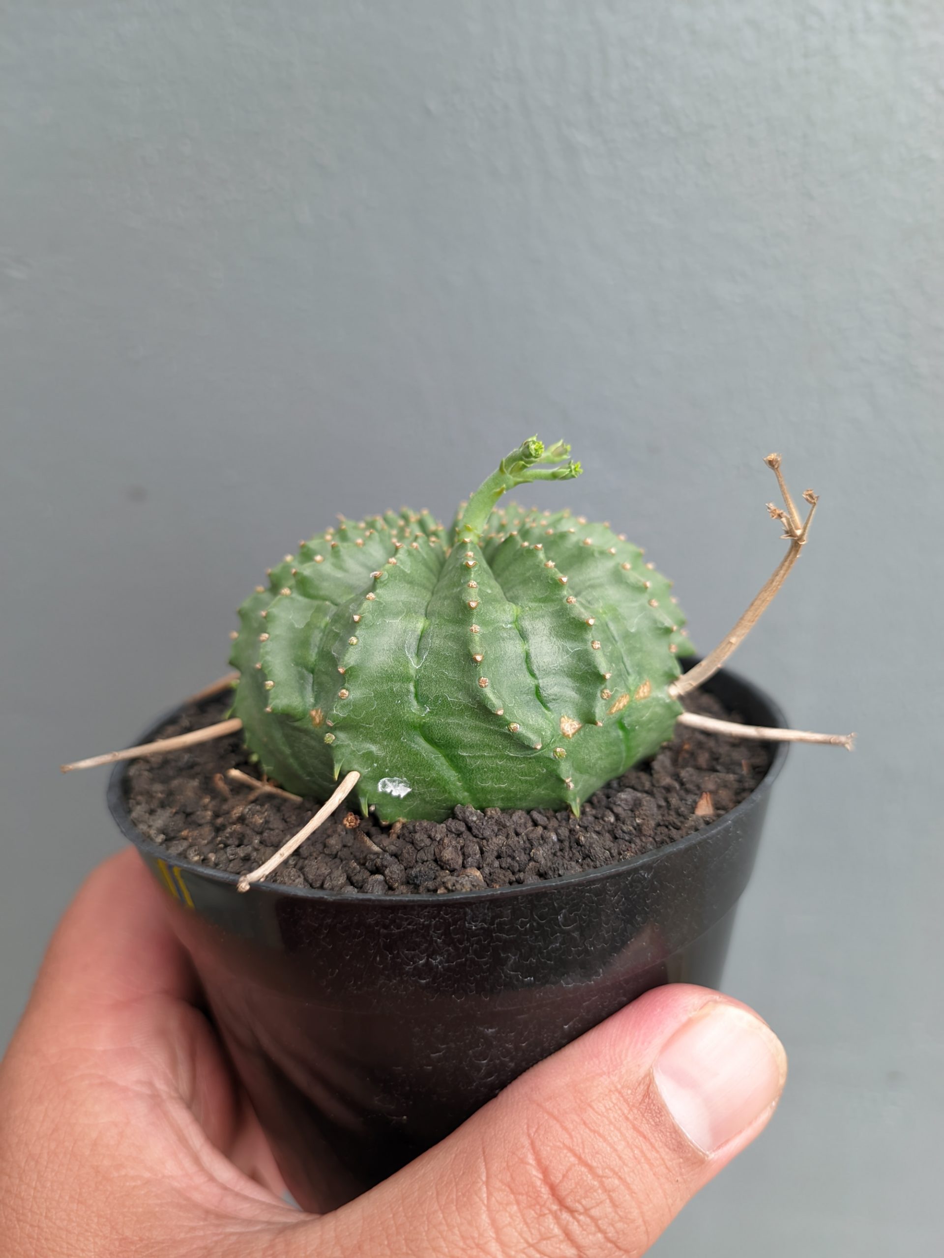 1385. Euphorbia Valida - Image 9
