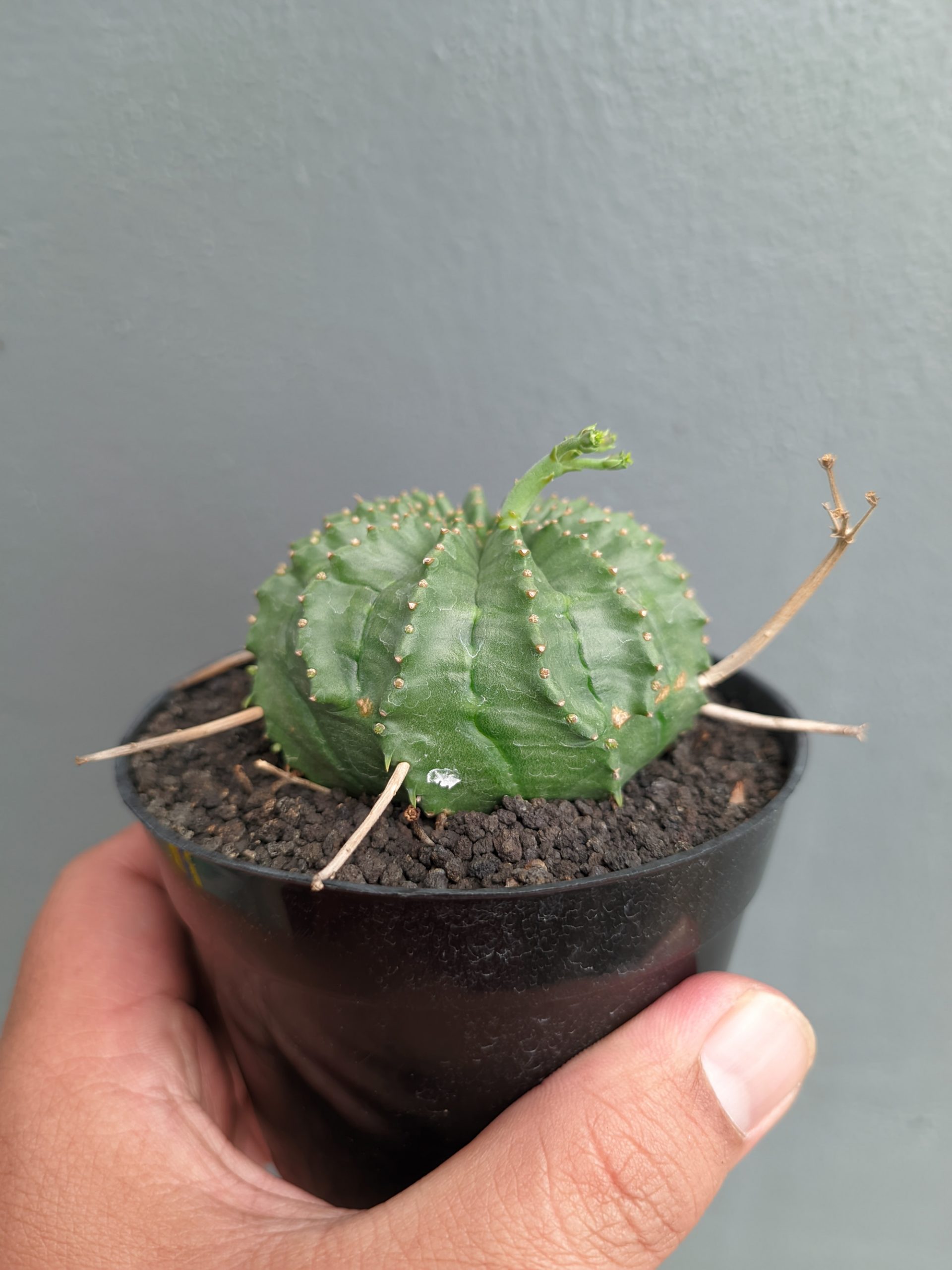 1385. Euphorbia Valida - Image 10