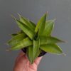 1387. Sansevieria Sri Rama