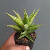 1388. Sansevieria Wali