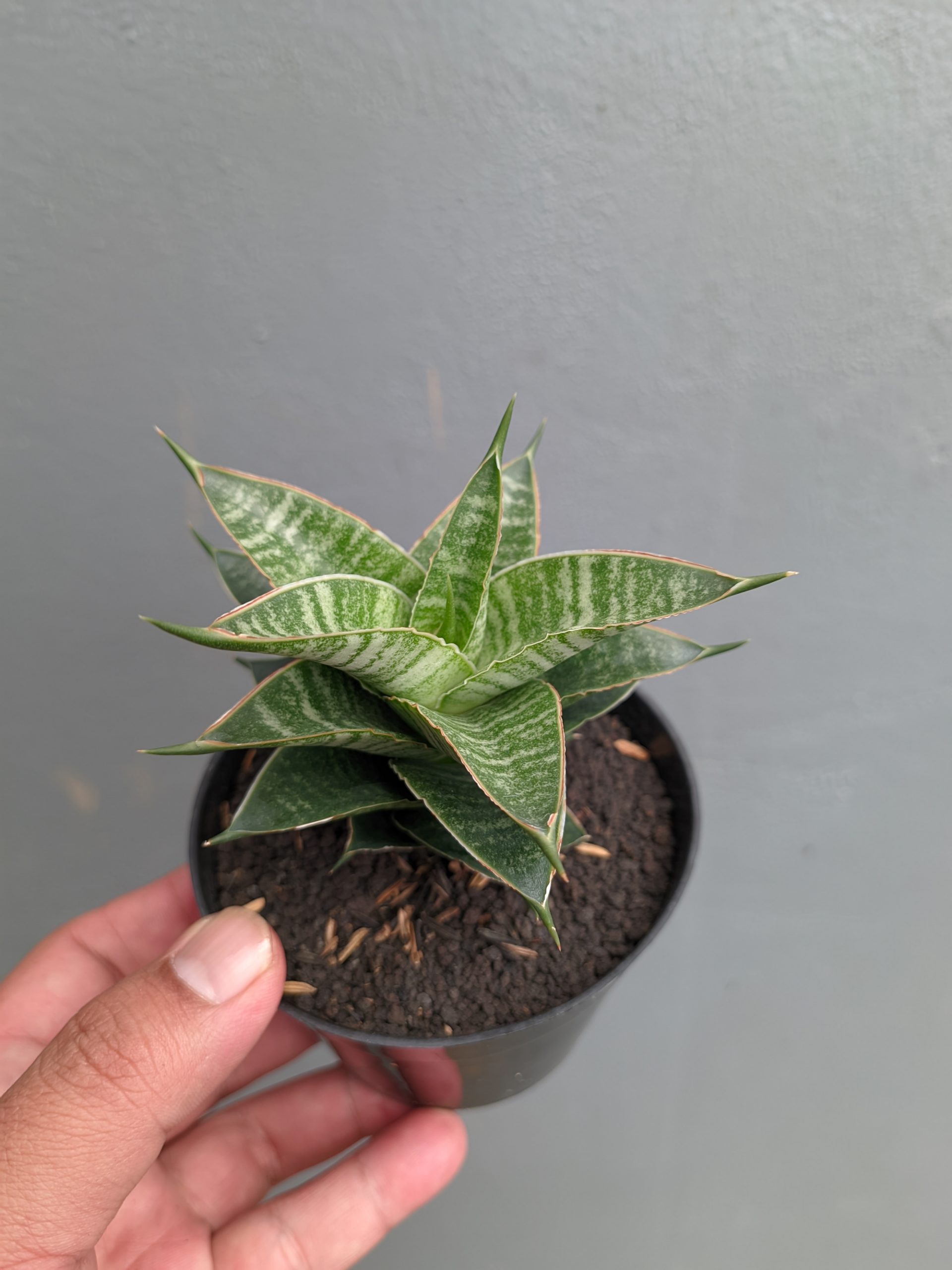1389. Sansevieria Nanggala - Image 3