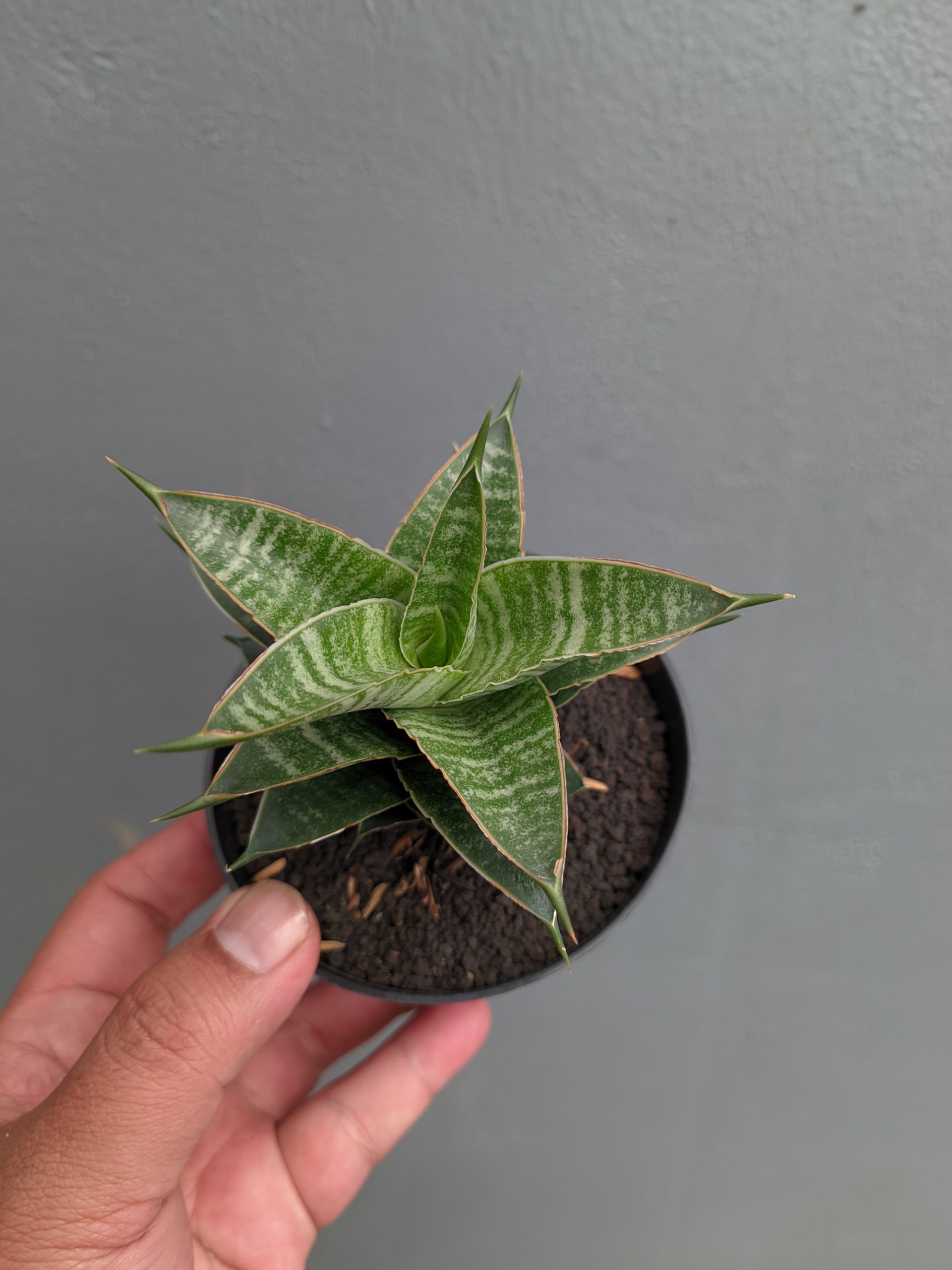 1389. Sansevieria Nanggala - Image 4