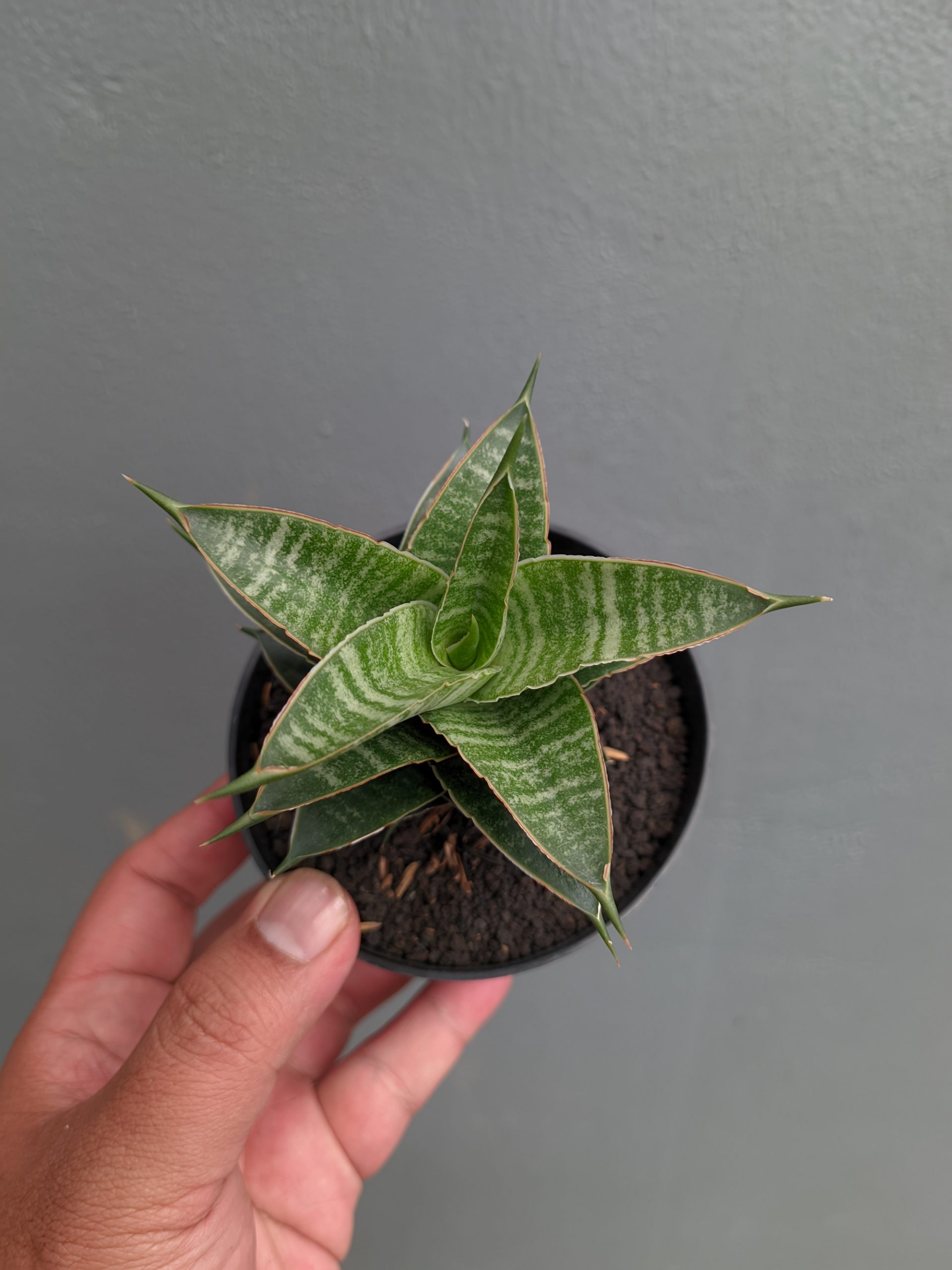 1389. Sansevieria Nanggala - Image 5