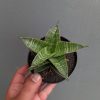 1389. Sansevieria Nanggala