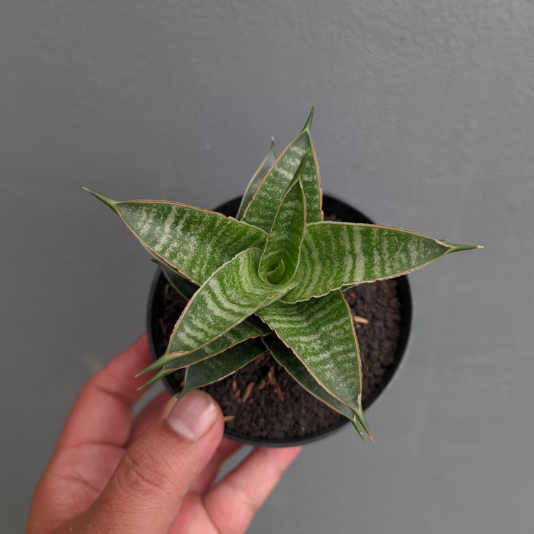 1389. Sansevieria Nanggala