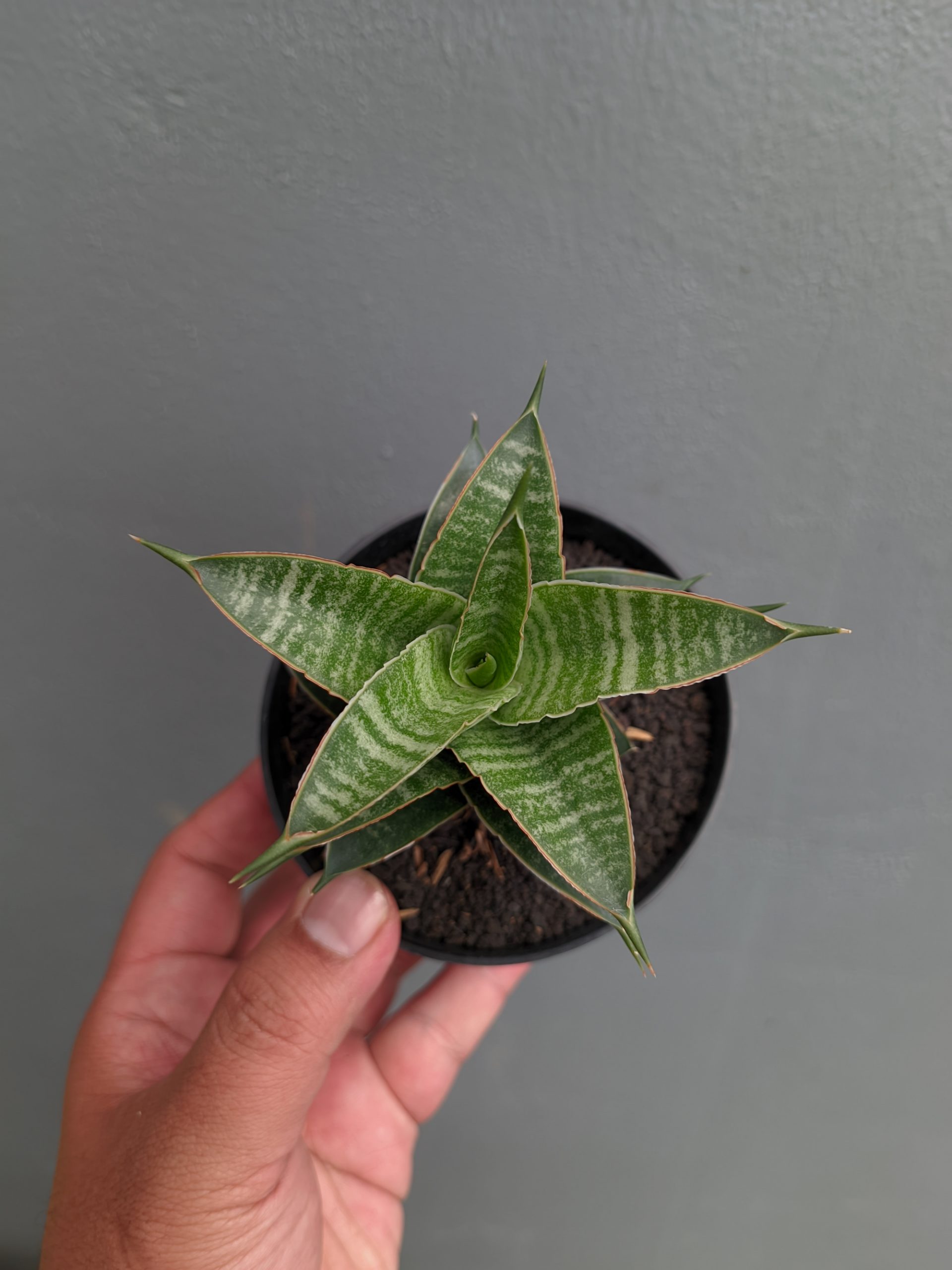 1389. Sansevieria Nanggala - Image 6