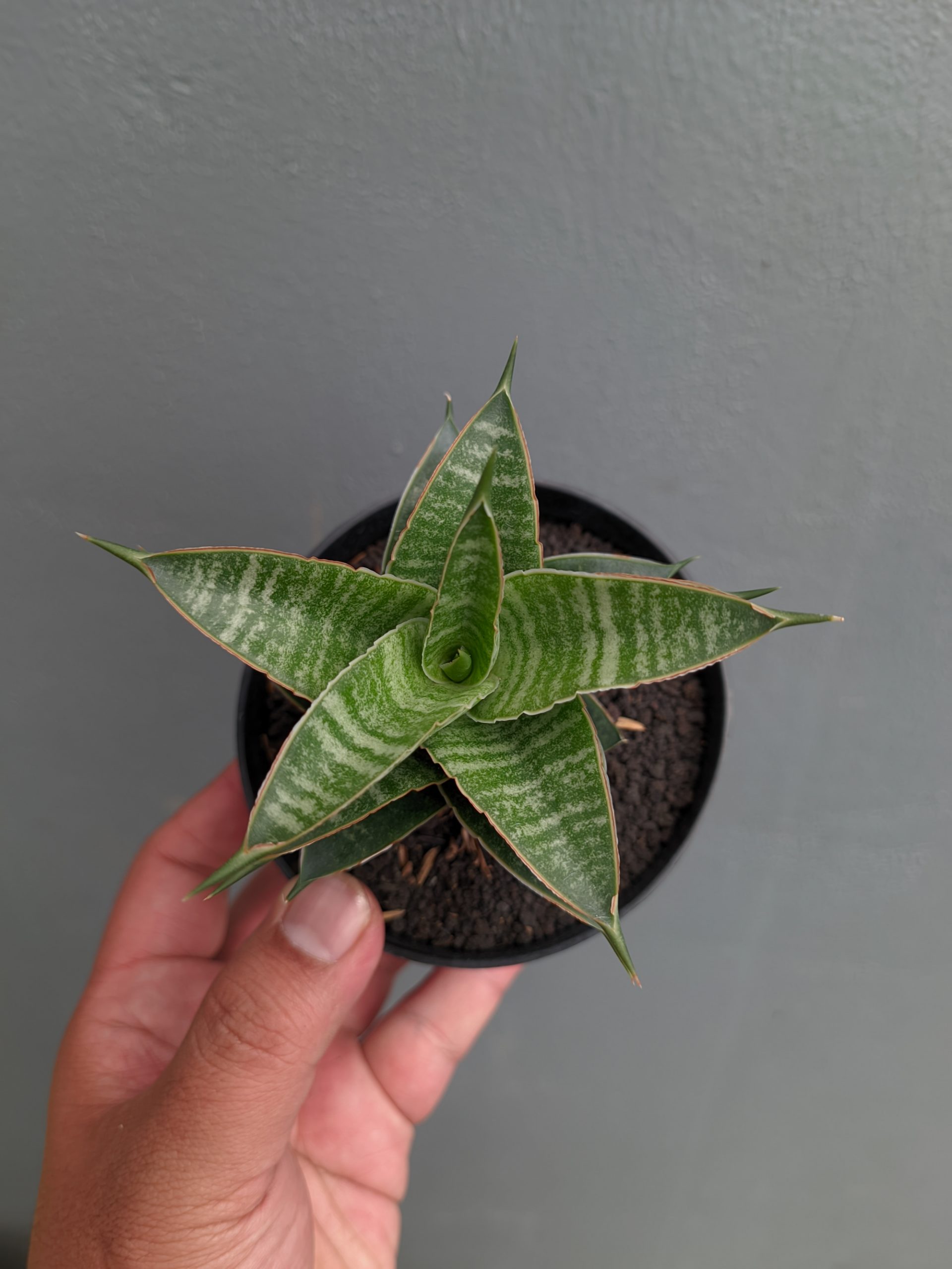 1389. Sansevieria Nanggala - Image 7
