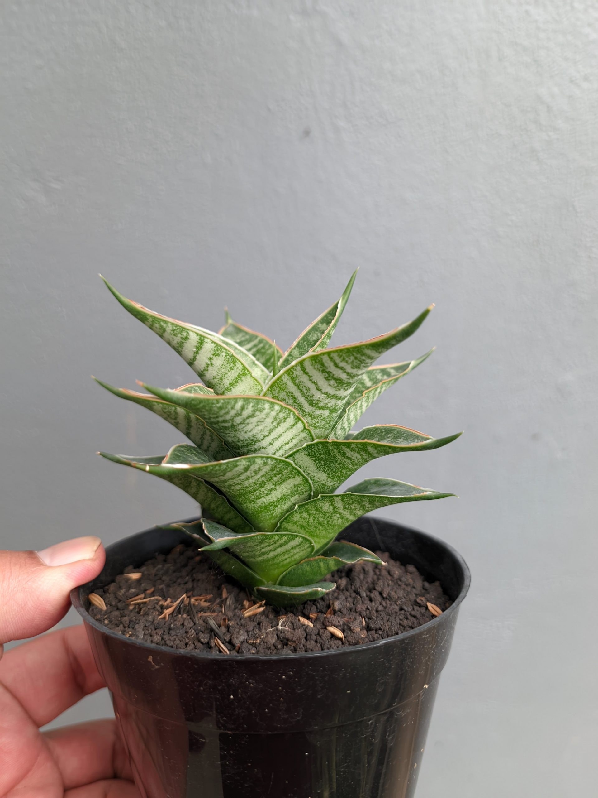 1389. Sansevieria Nanggala - Image 8