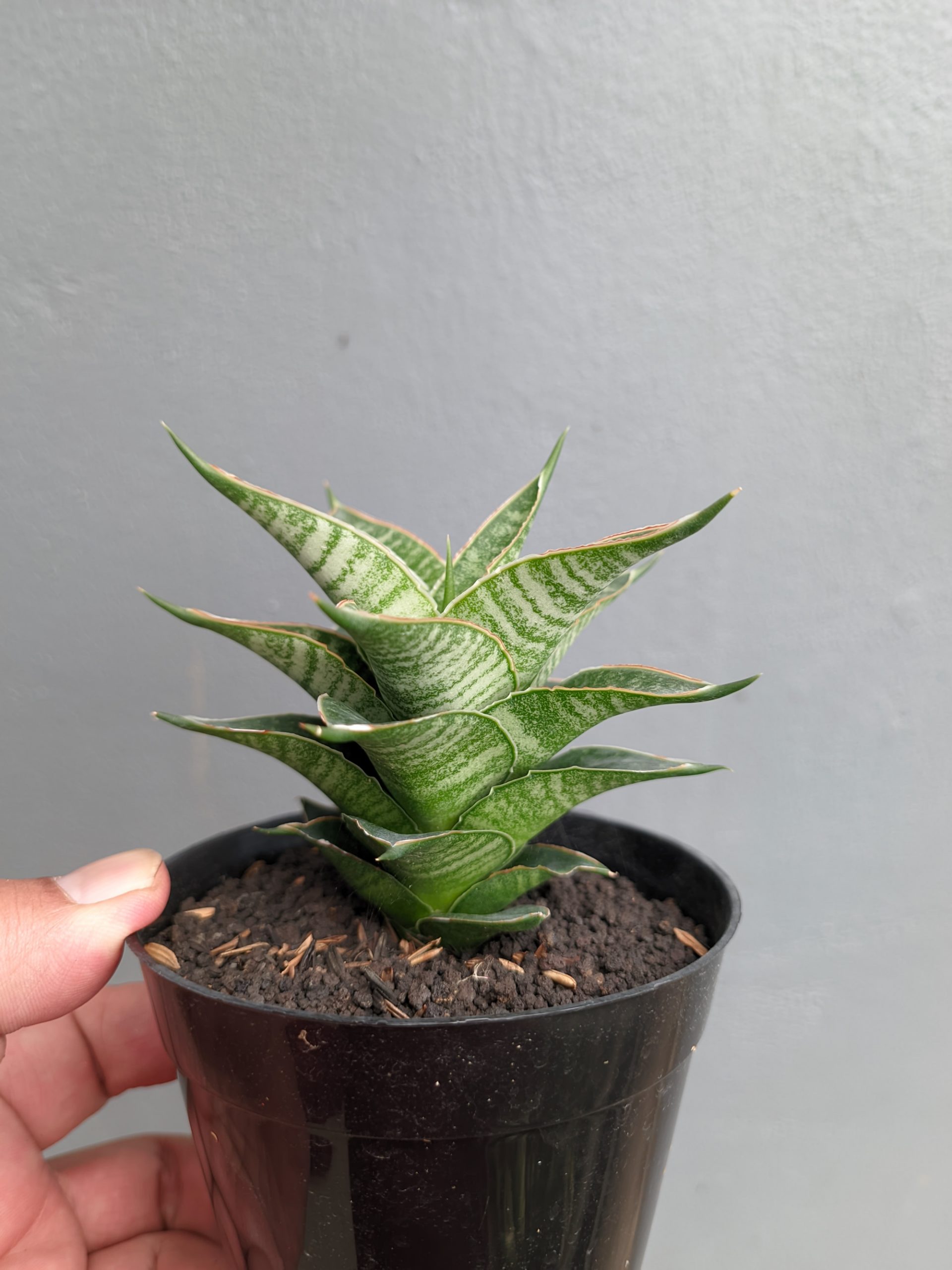 1389. Sansevieria Nanggala - Image 9