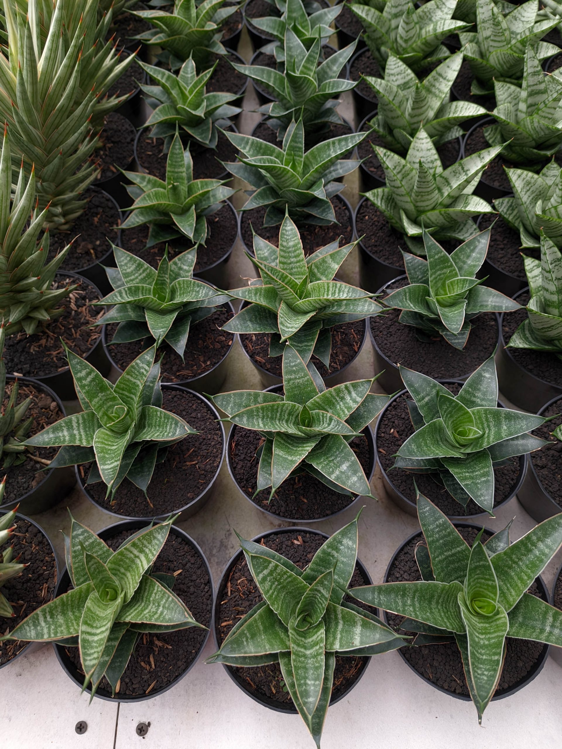 1389. Sansevieria Nanggala - Image 2