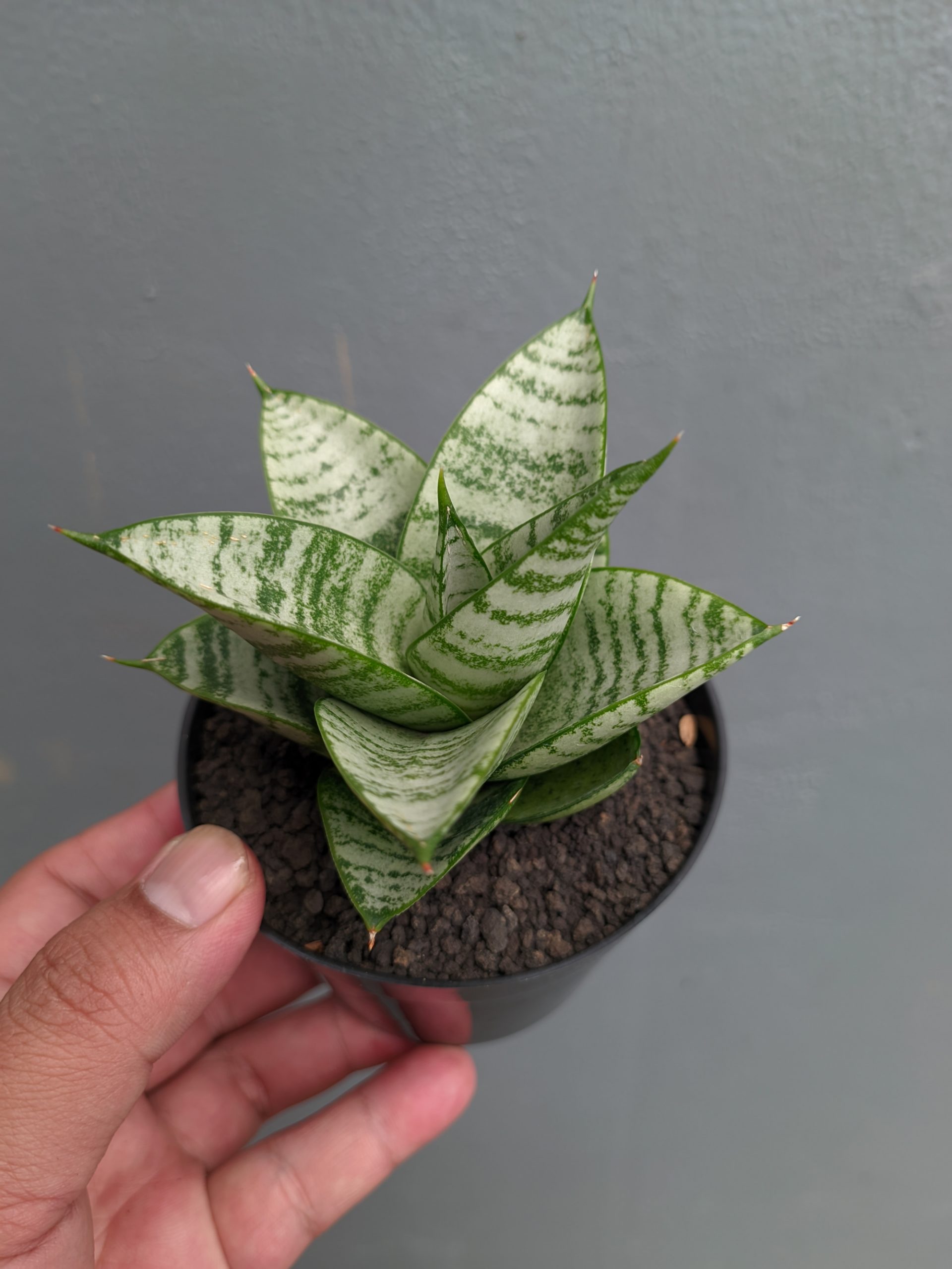 1390. Sansevieria Sri Huning - Image 14