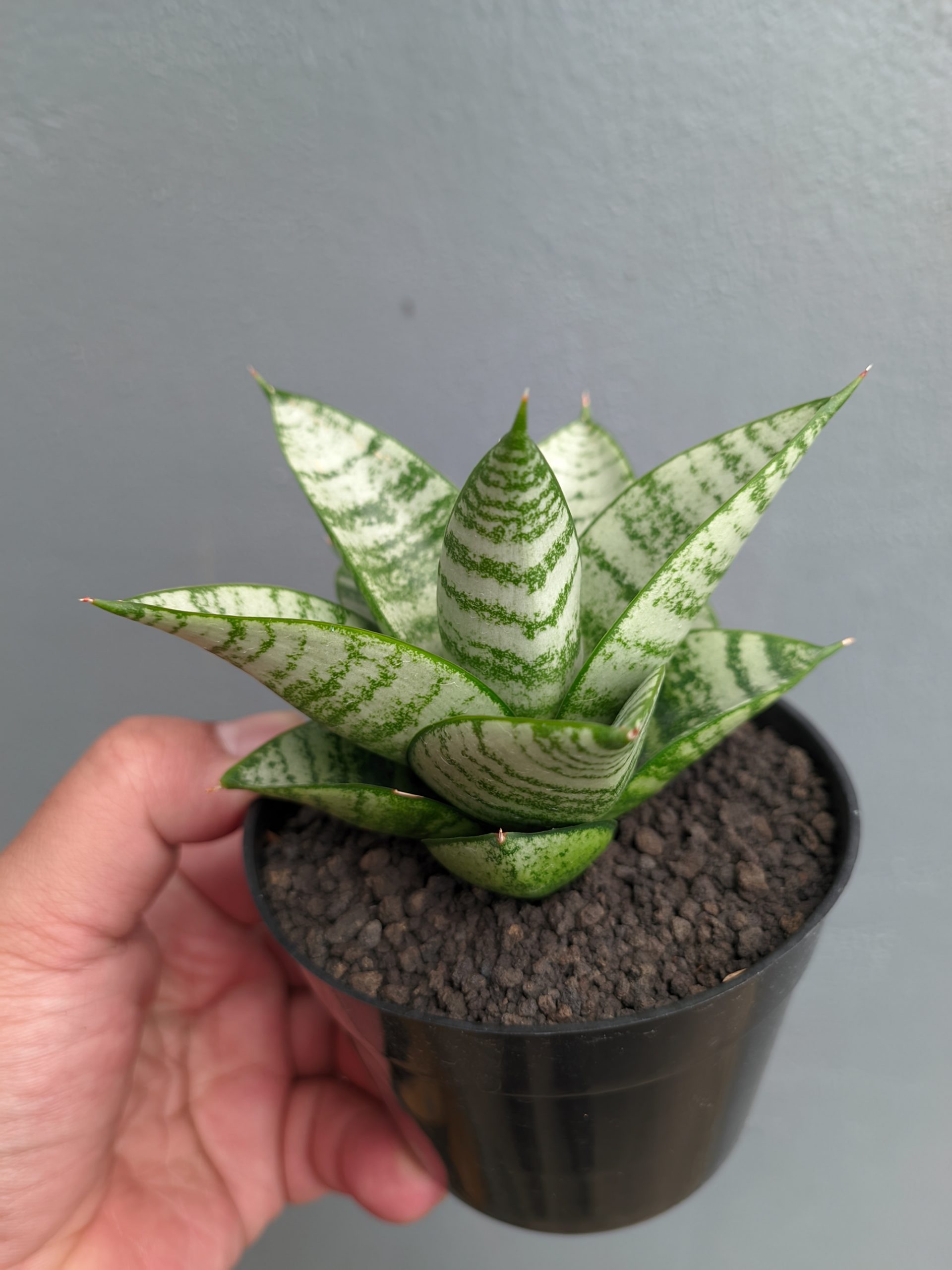 1390. Sansevieria Sri Huning - Image 6