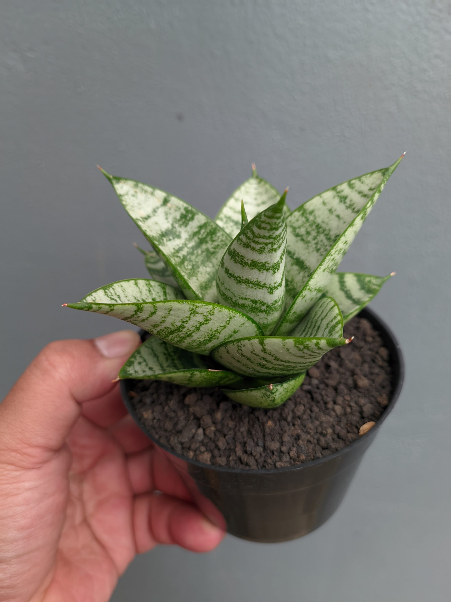 1390. Sansevieria Sri Huning - Image 5