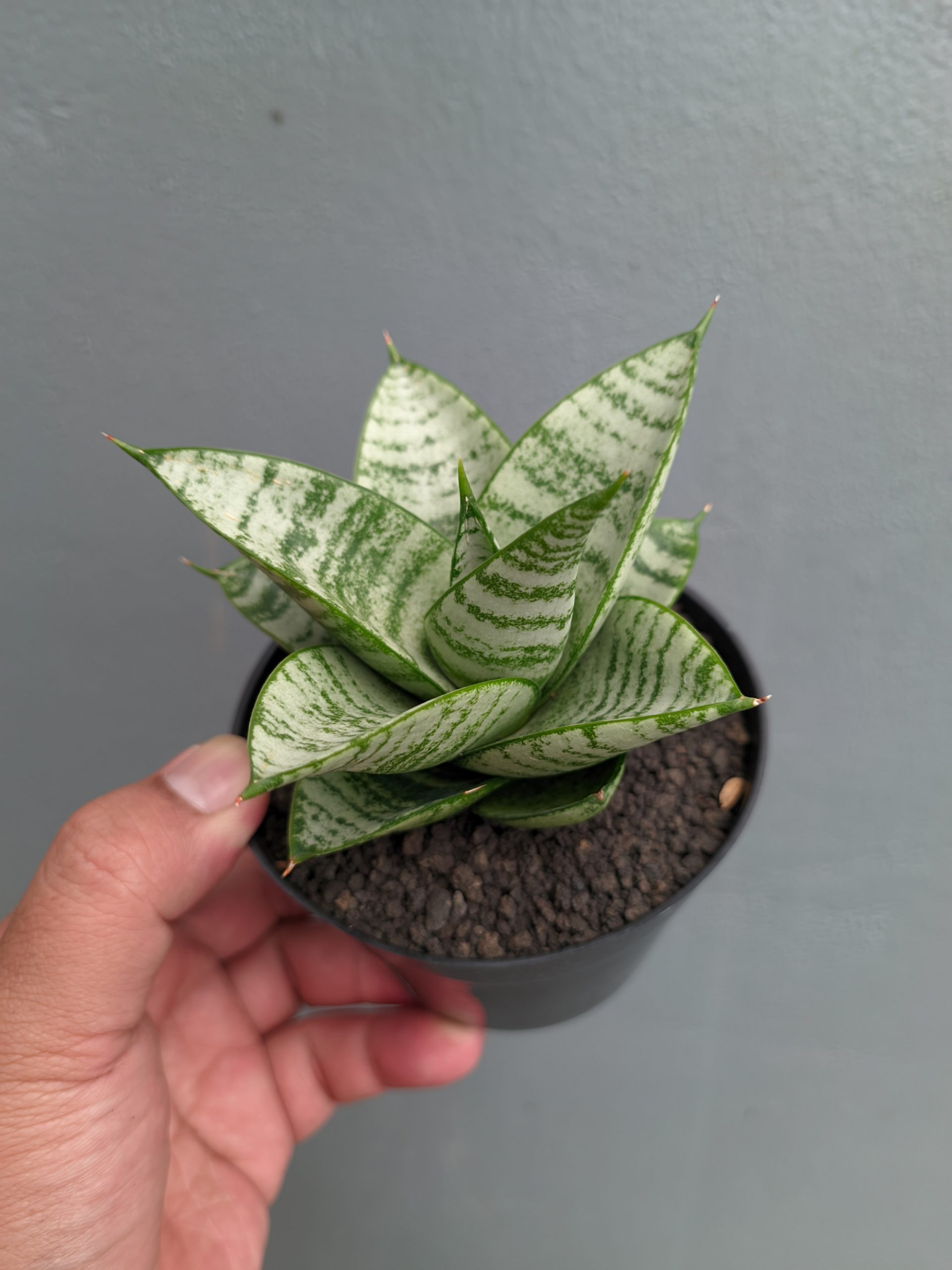 1390. Sansevieria Sri Huning - Image 4