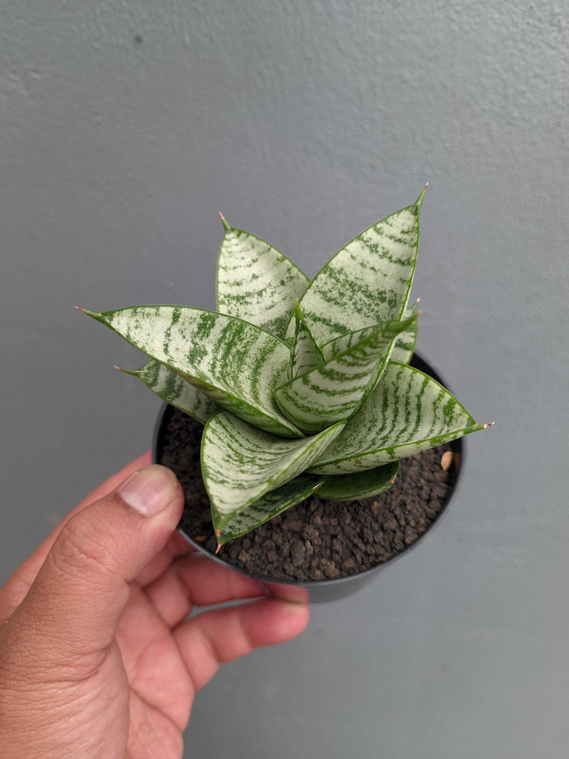 1390. Sansevieria Sri Huning - Image 3