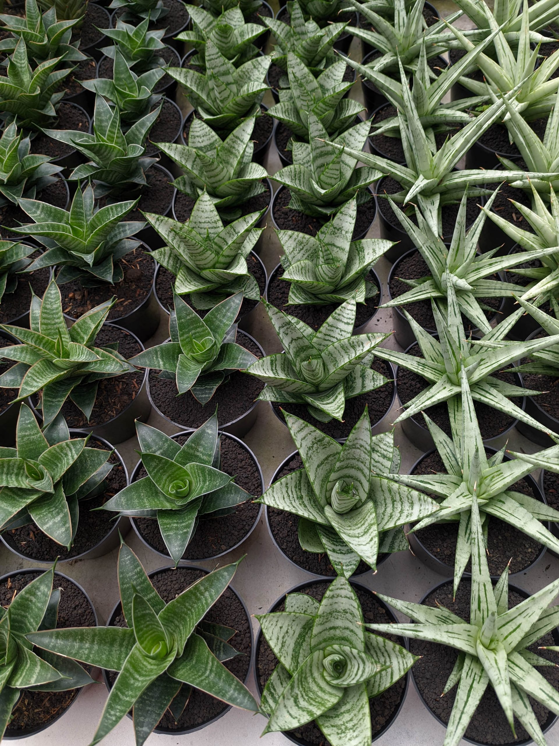 1390. Sansevieria Sri Huning - Image 2