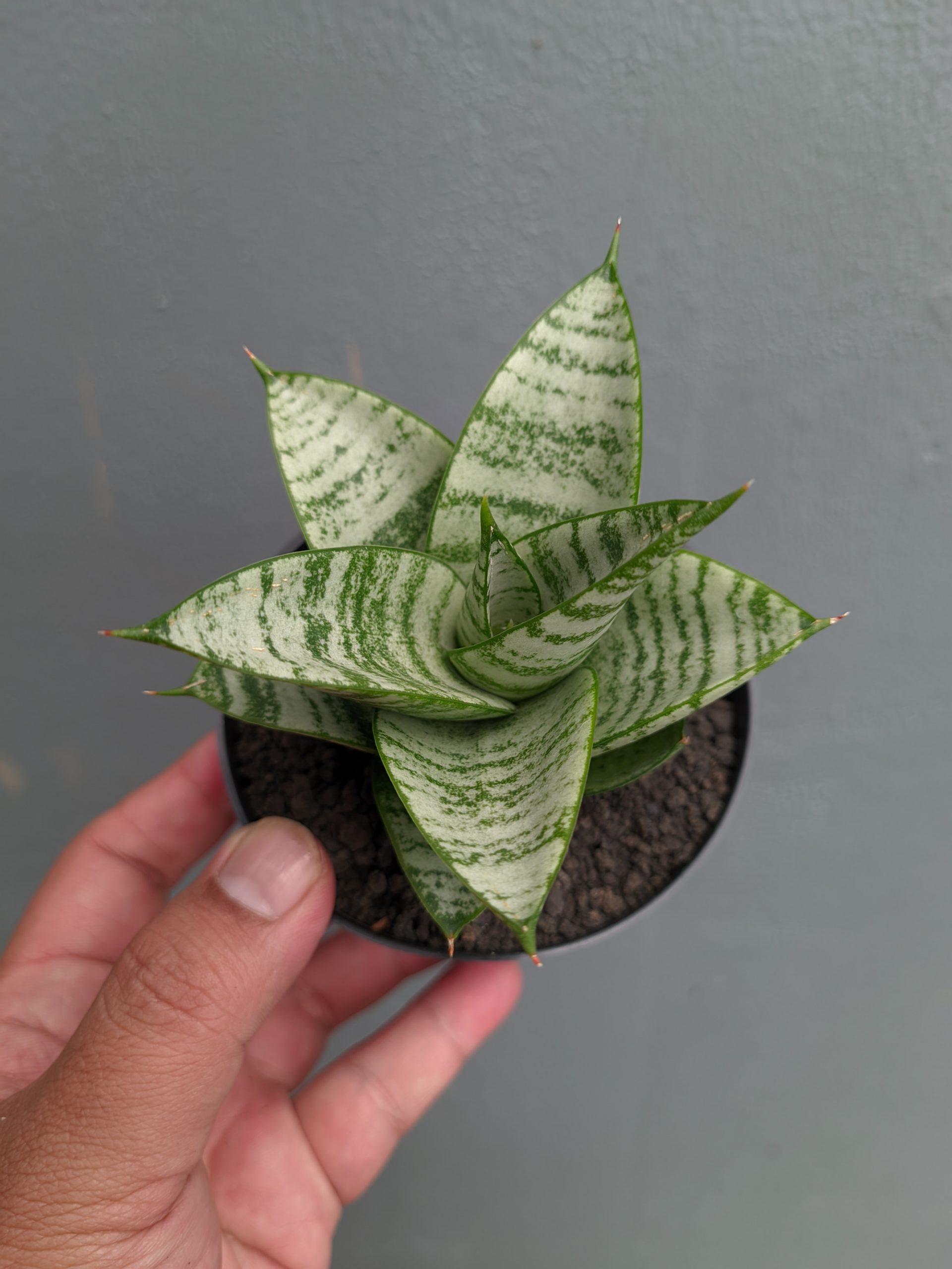 1390. Sansevieria Sri Huning - Image 13