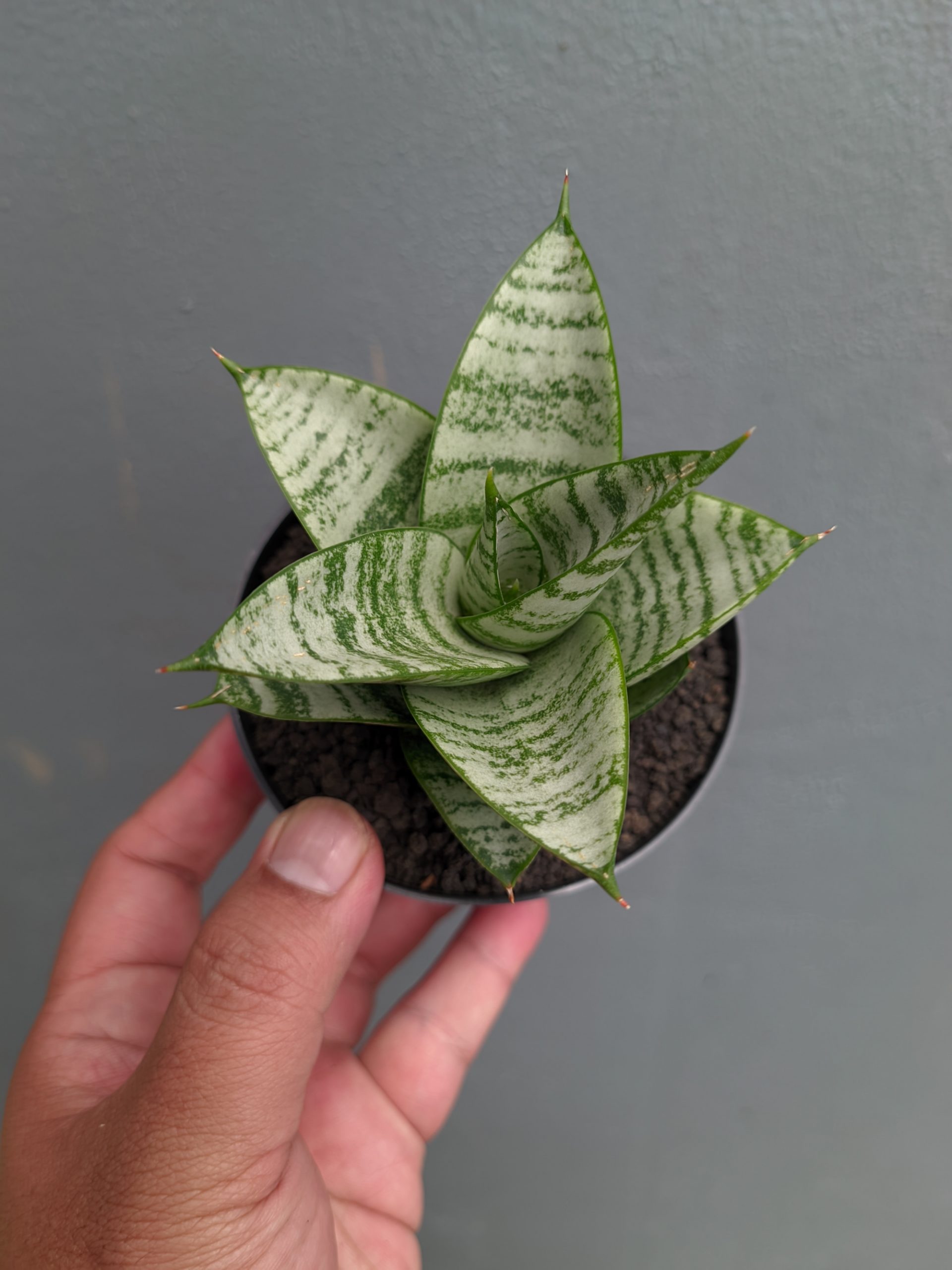 1390. Sansevieria Sri Huning - Image 12