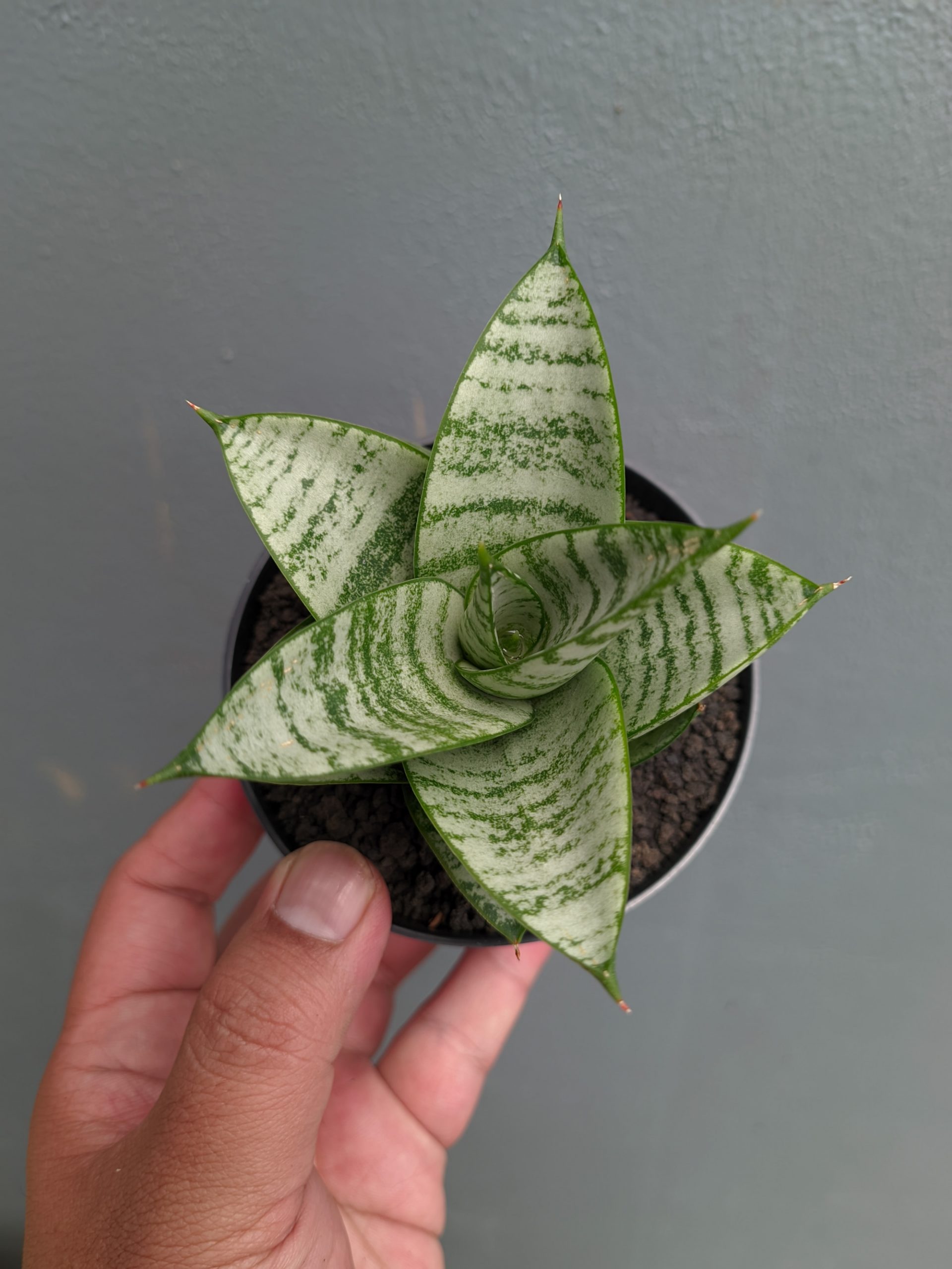 1390. Sansevieria Sri Huning - Image 11
