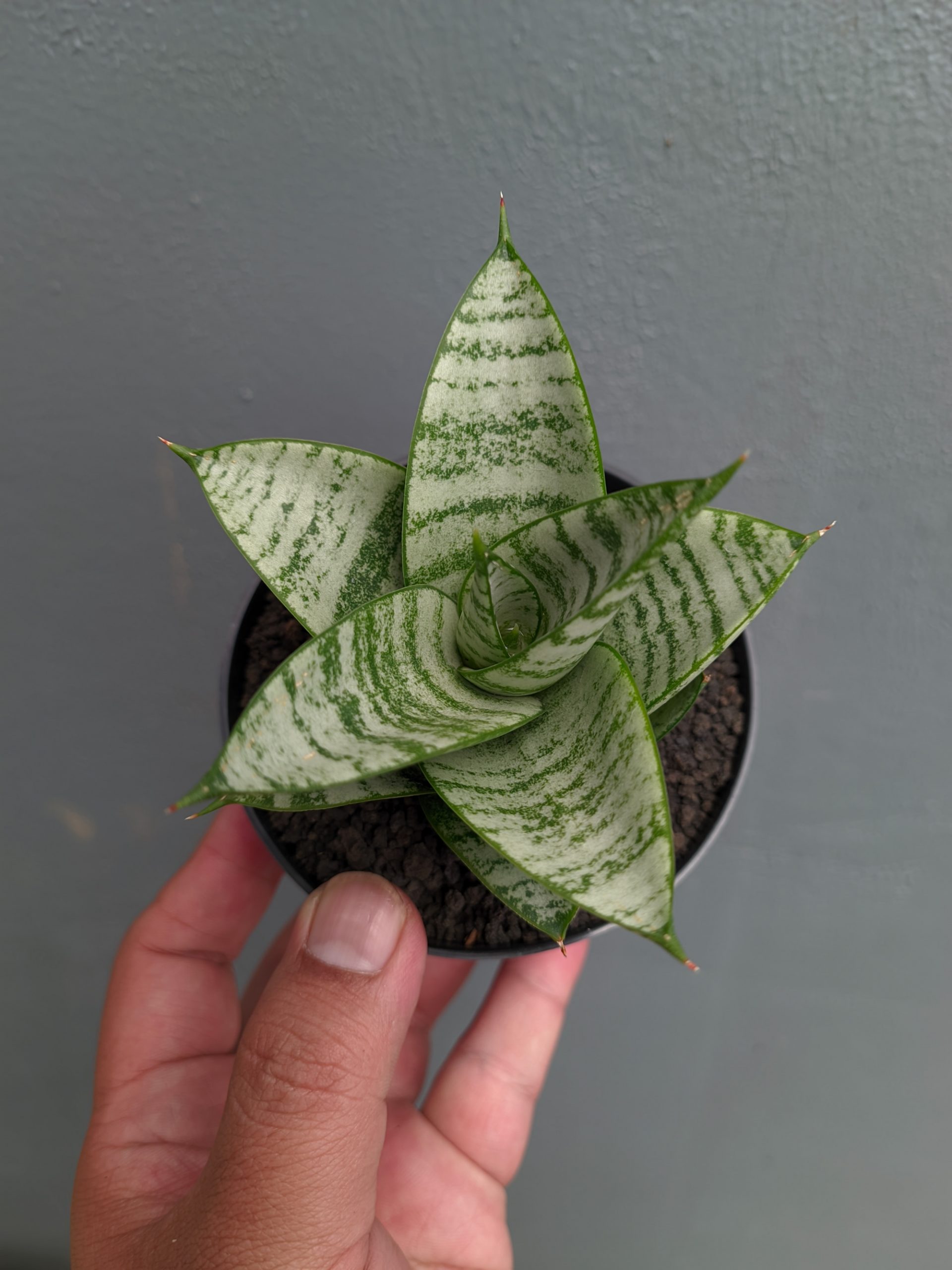 1390. Sansevieria Sri Huning - Image 10