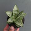 1390. Sansevieria Sri Huning