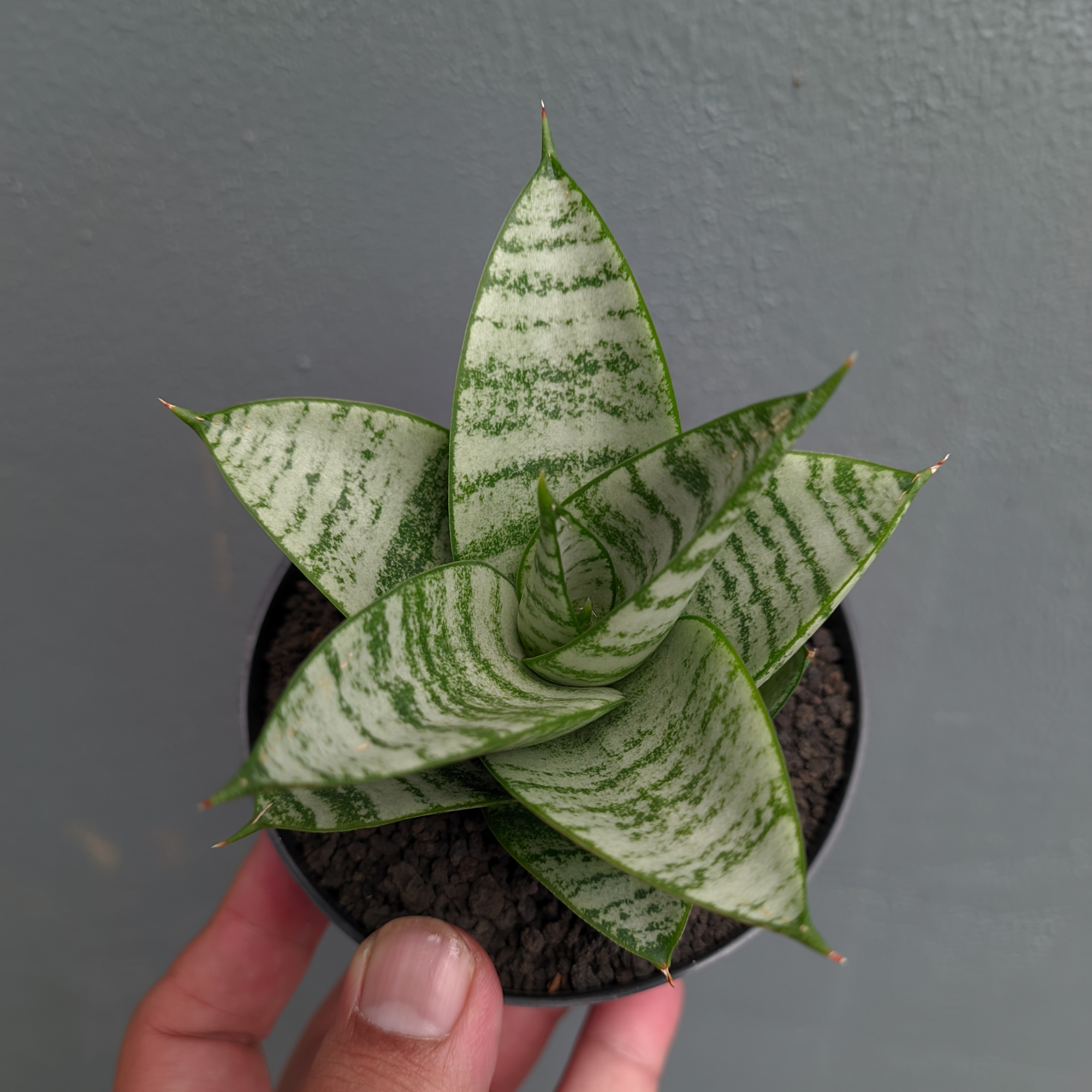 1390. Sansevieria Sri Huning