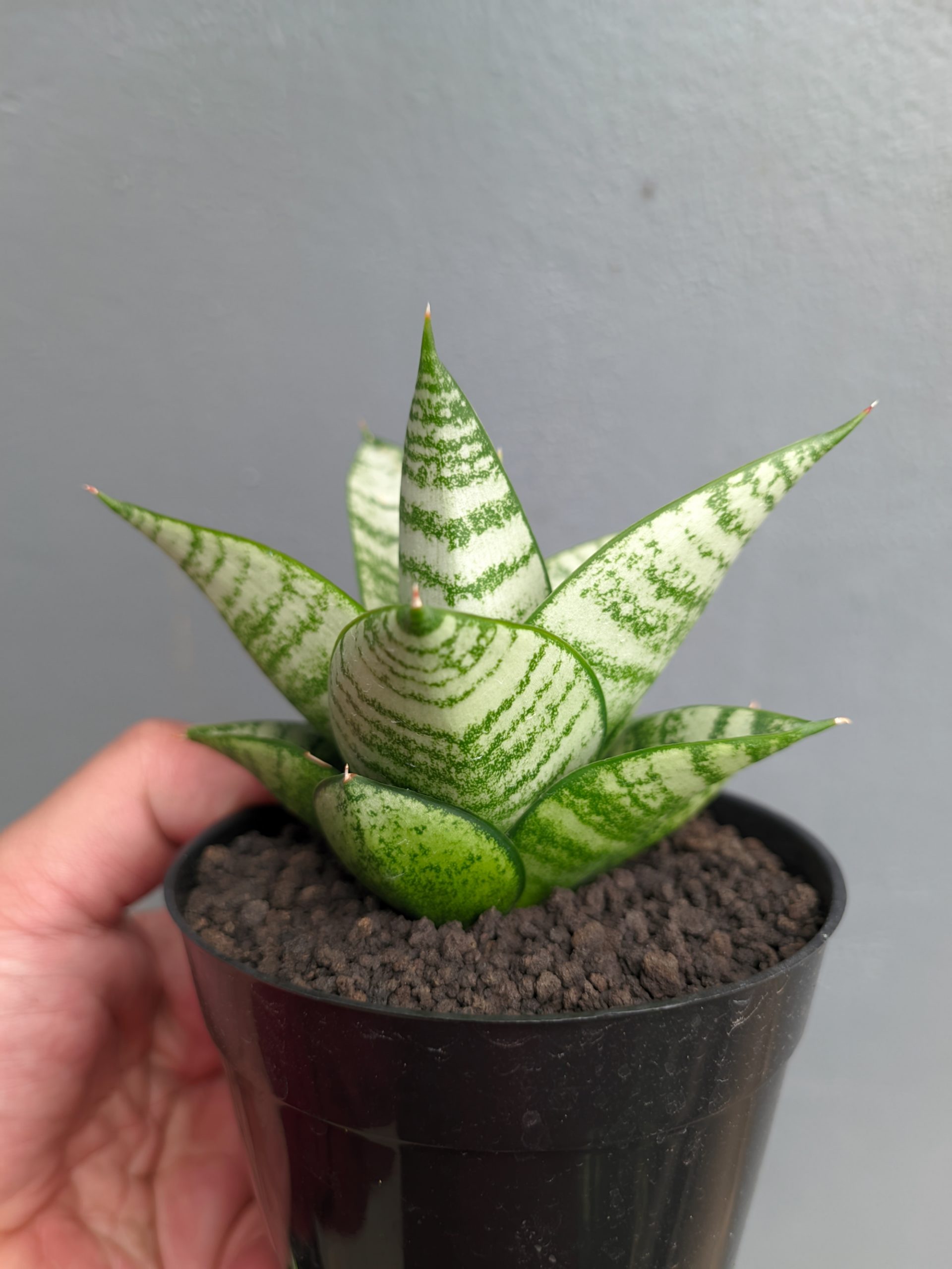 1390. Sansevieria Sri Huning - Image 9
