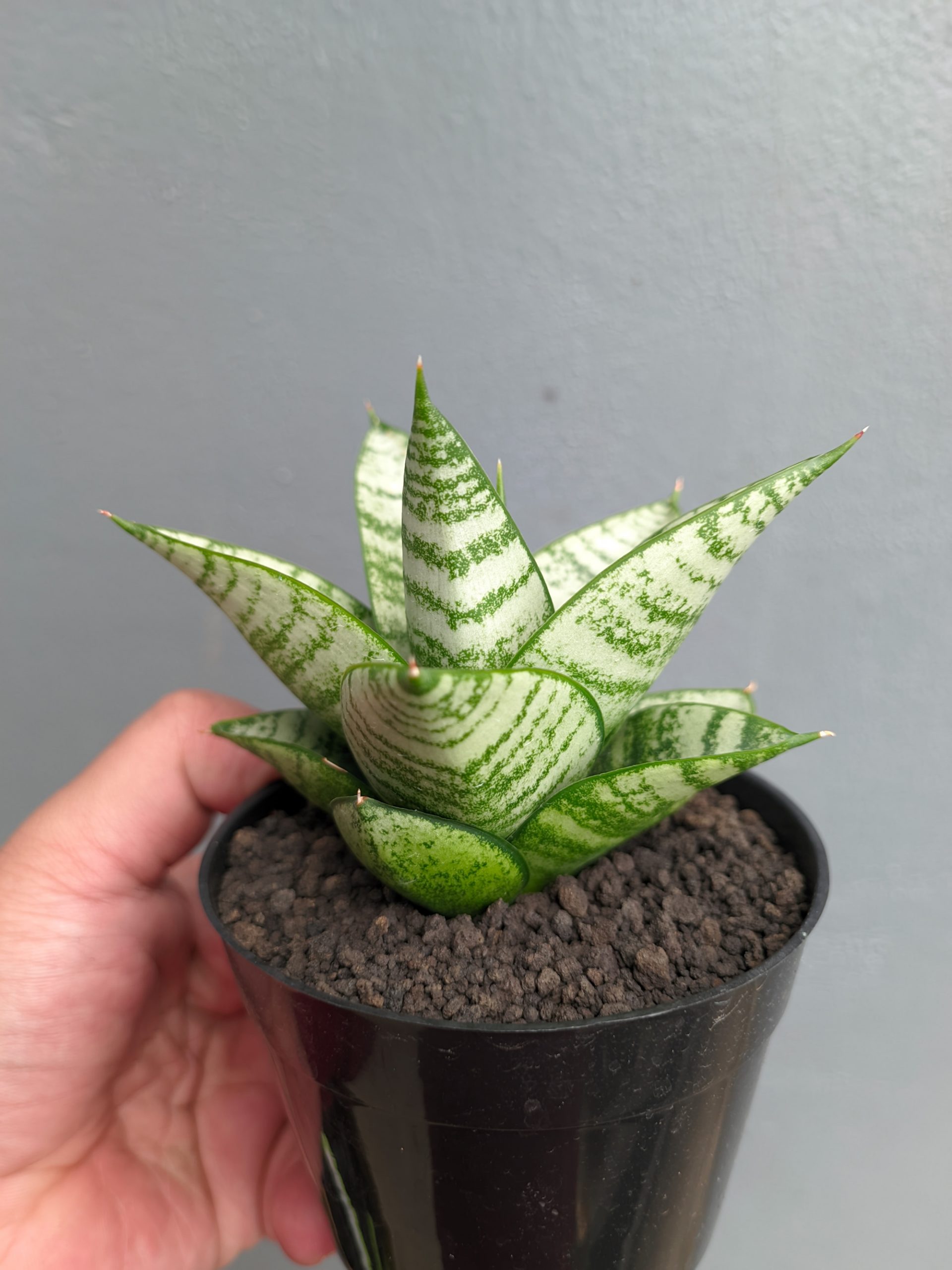 1390. Sansevieria Sri Huning - Image 8