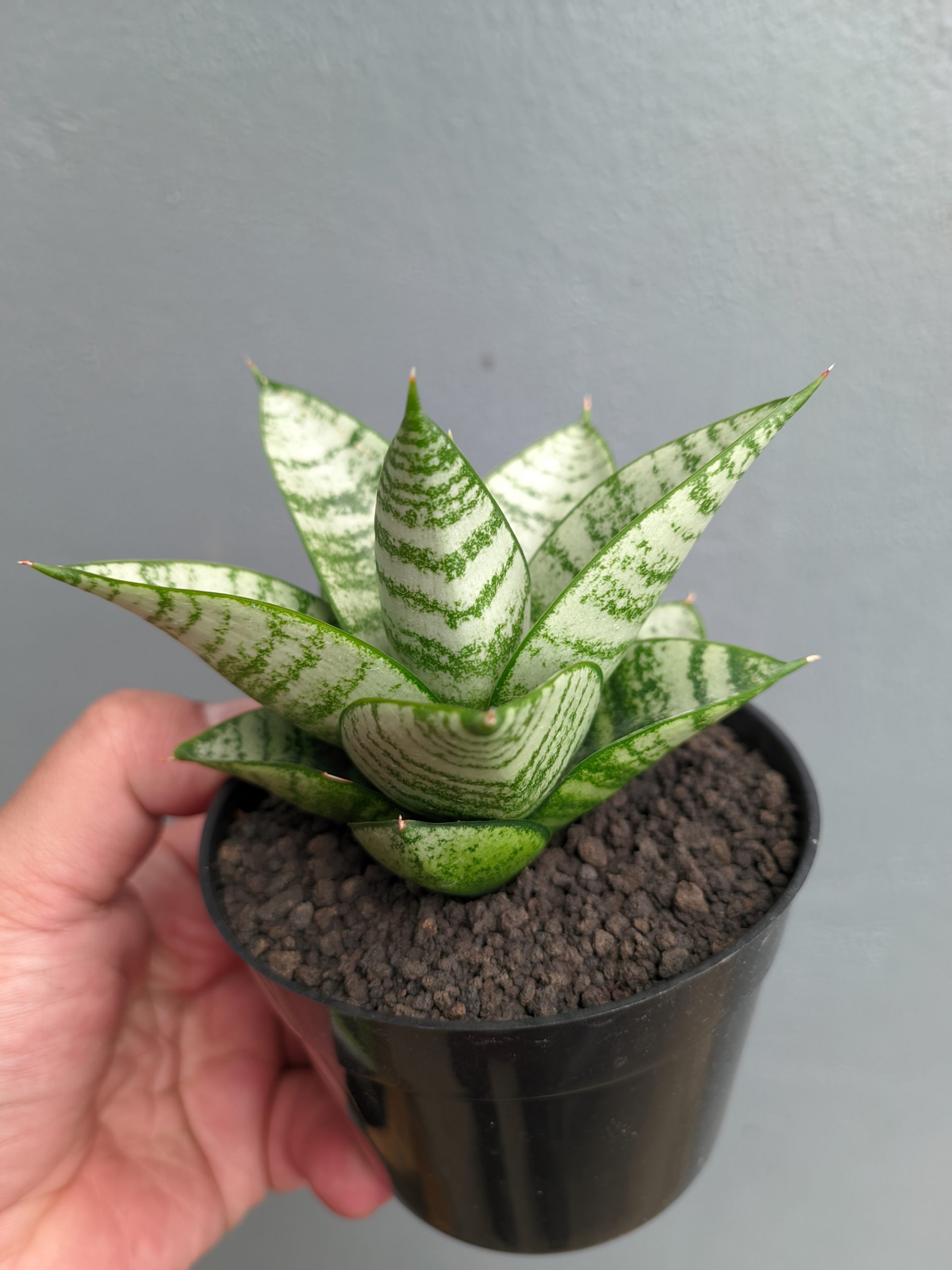 1390. Sansevieria Sri Huning - Image 7