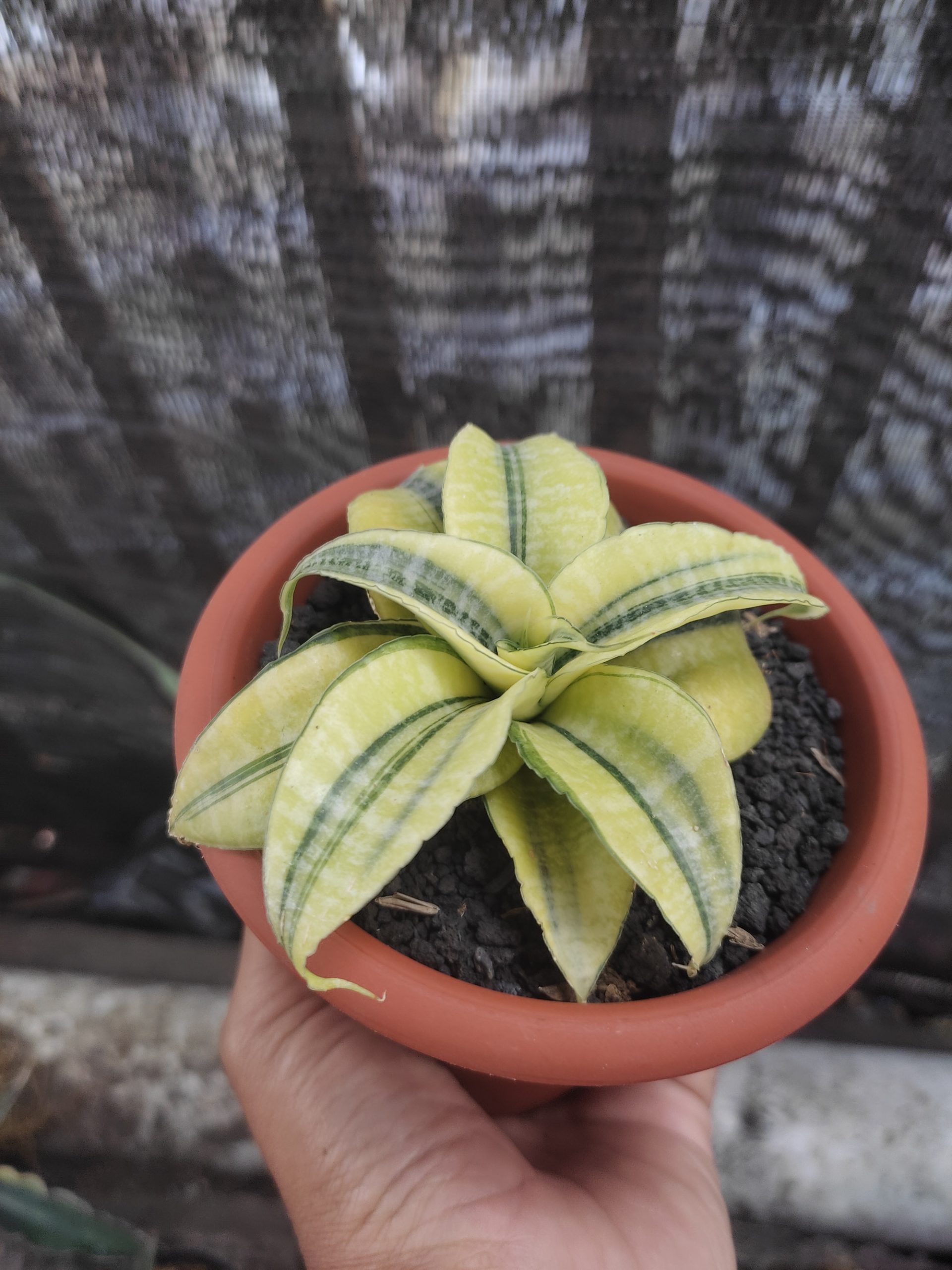 1391. Sansevieria Spider Variegated - Image 2