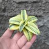 1391. Sansevieria Spider Variegated
