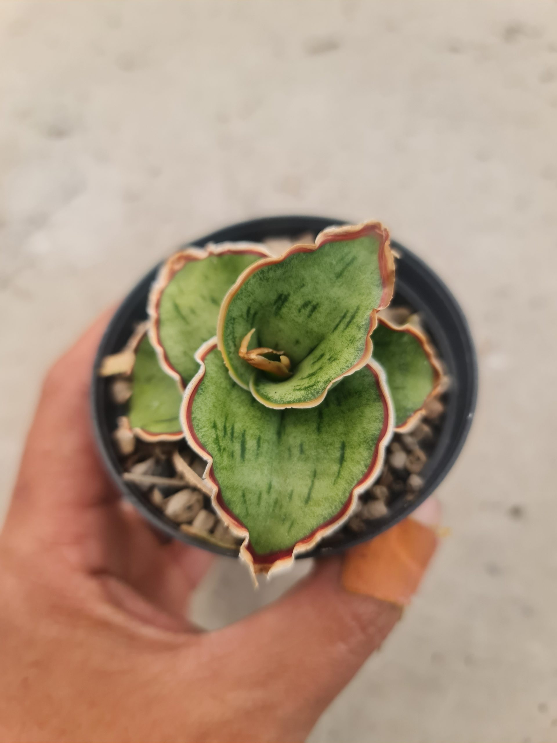 1392. Sansevieria Dragon Compacta Mutation - Image 2