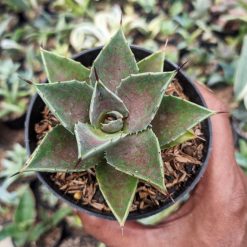 Alternative view of 1393. Agave Mangave Bloodspot