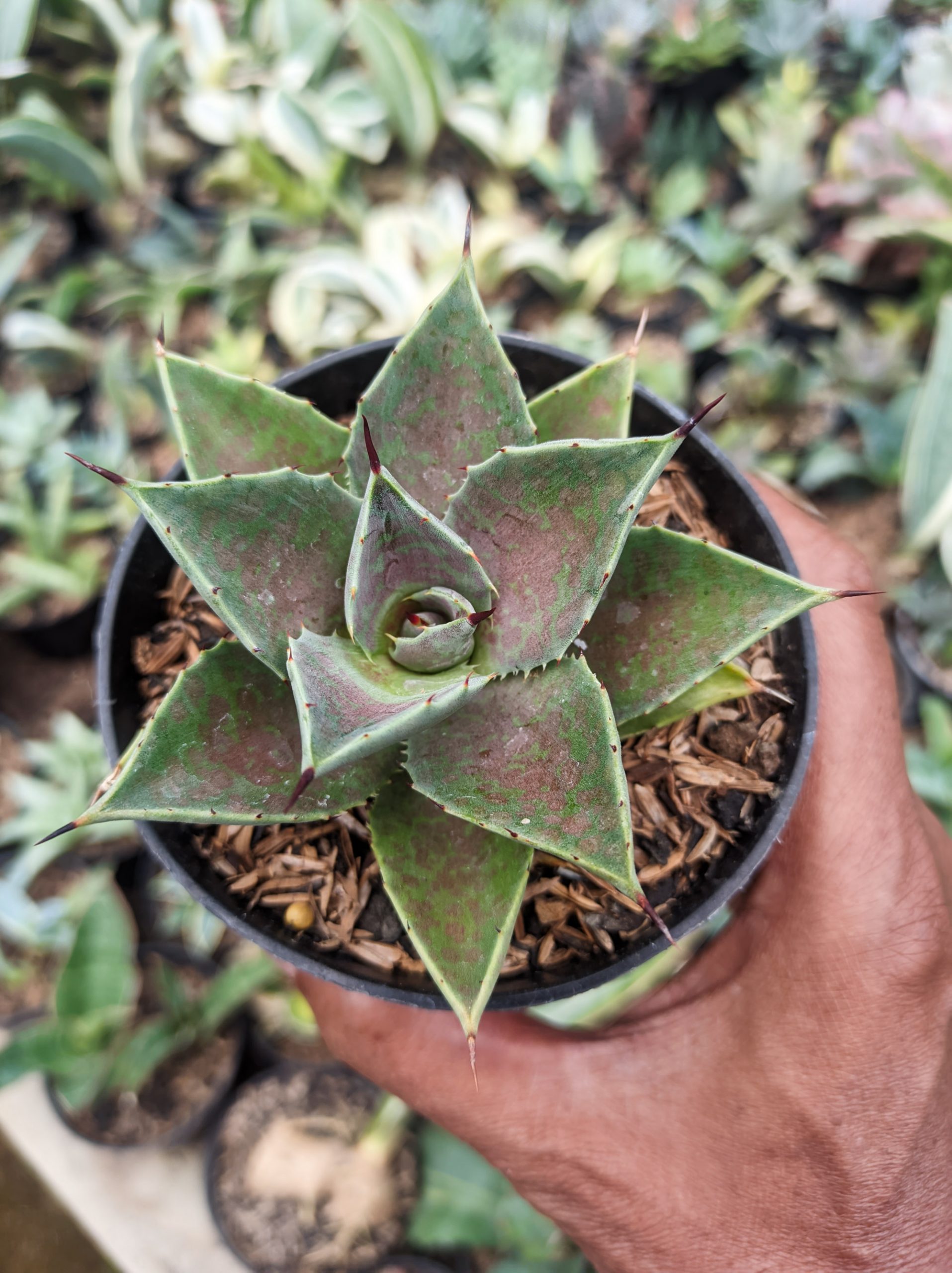 1393. Agave Mangave Bloodspot - Image 2