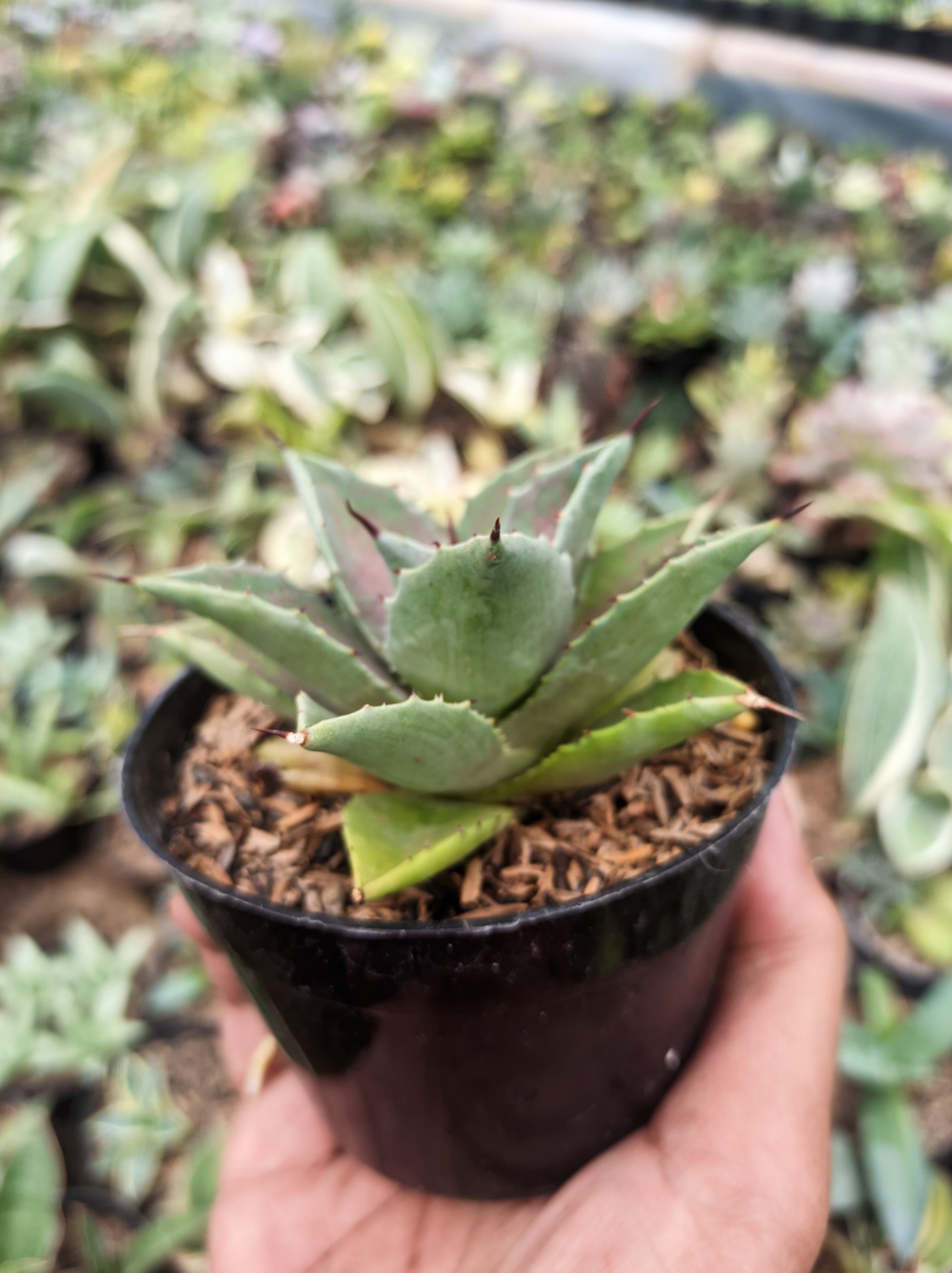 1393. Agave Mangave Bloodspot - Image 3