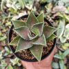 1393. Agave Mangave Bloodspot