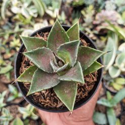 1393. Agave Mangave Bloodspot