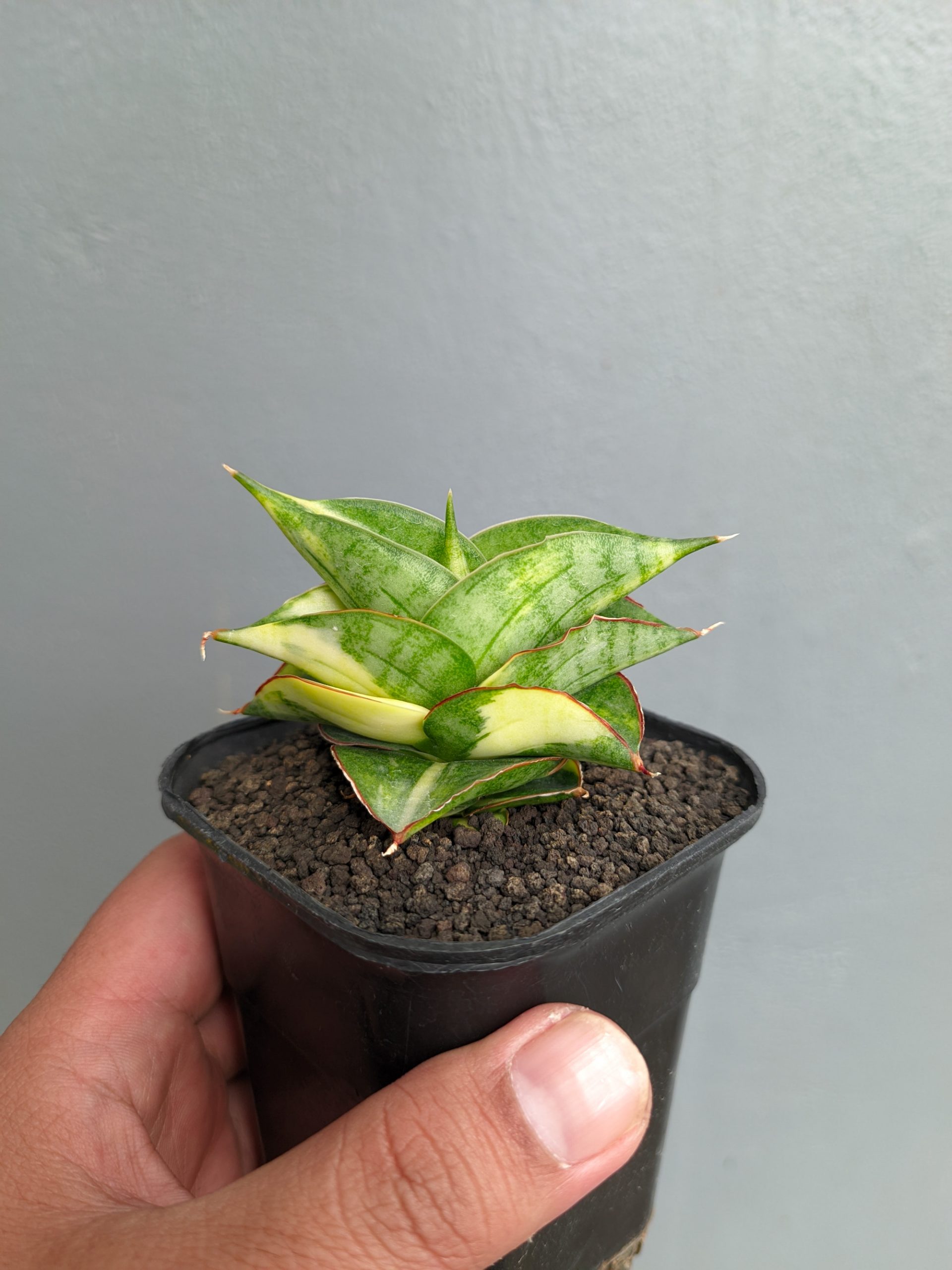1394. Sansevieria Vienna Variegated - Image 2