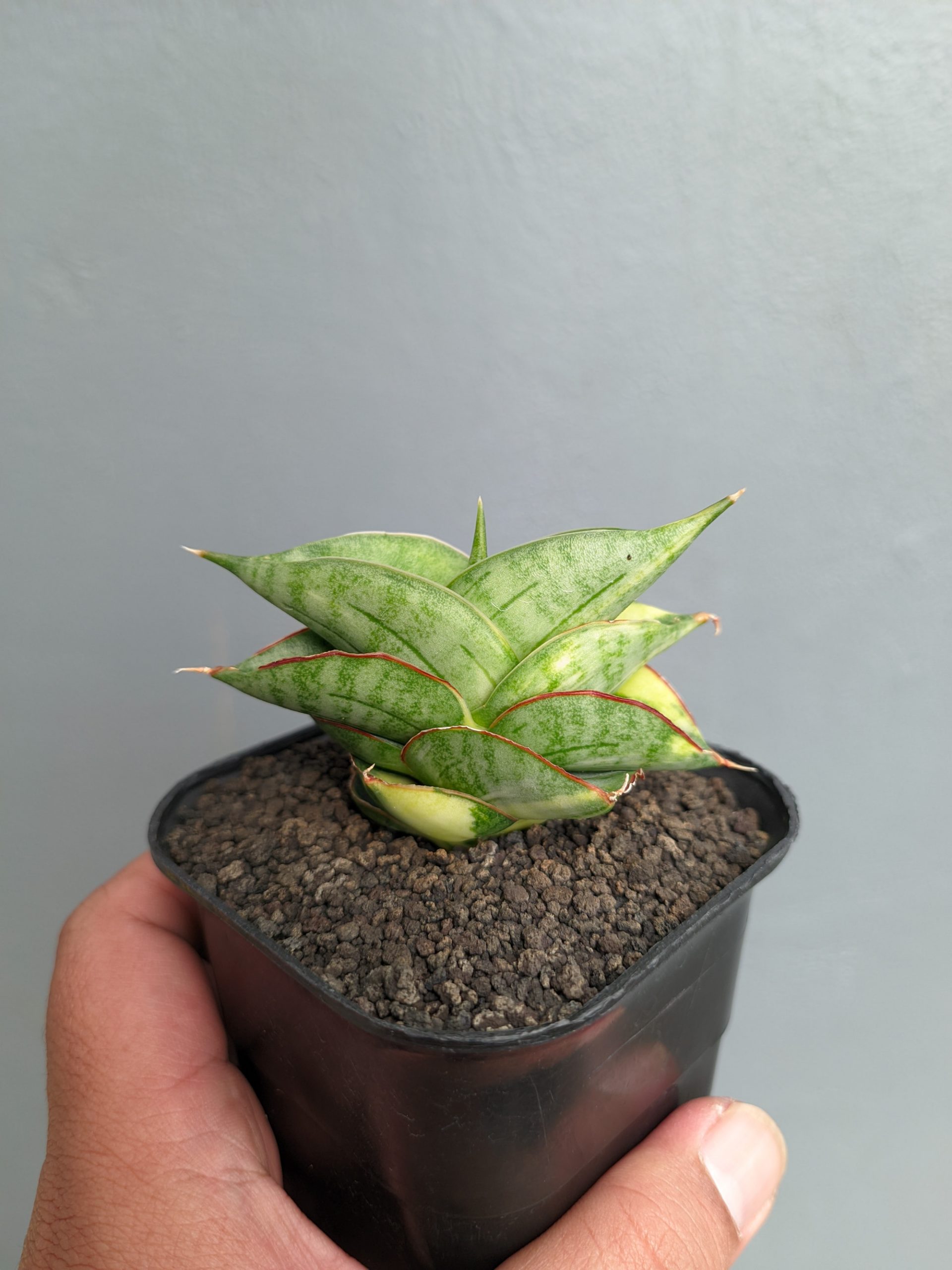 1394. Sansevieria Vienna Variegated - Image 3