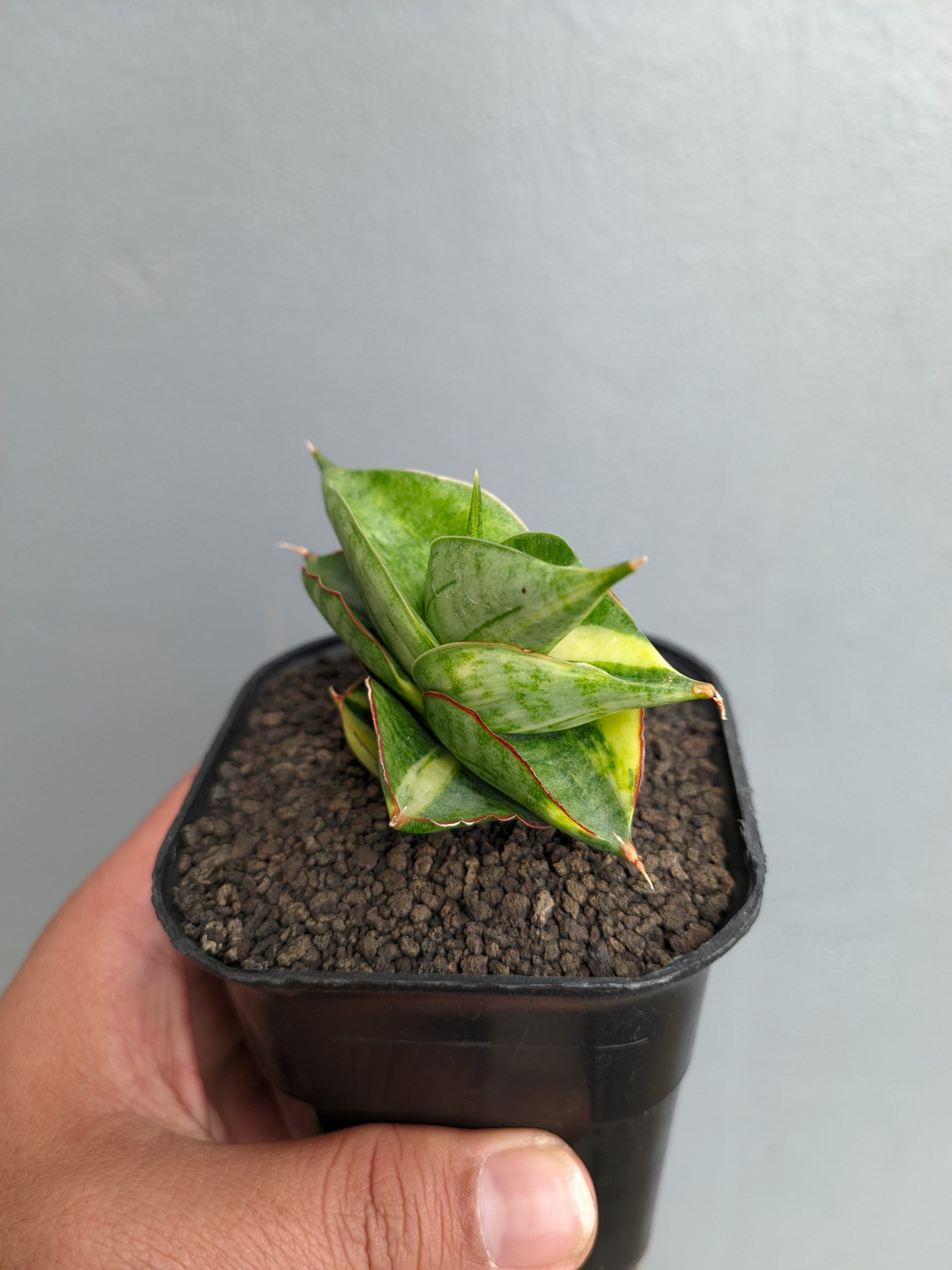 1394. Sansevieria Vienna Variegated - Image 4