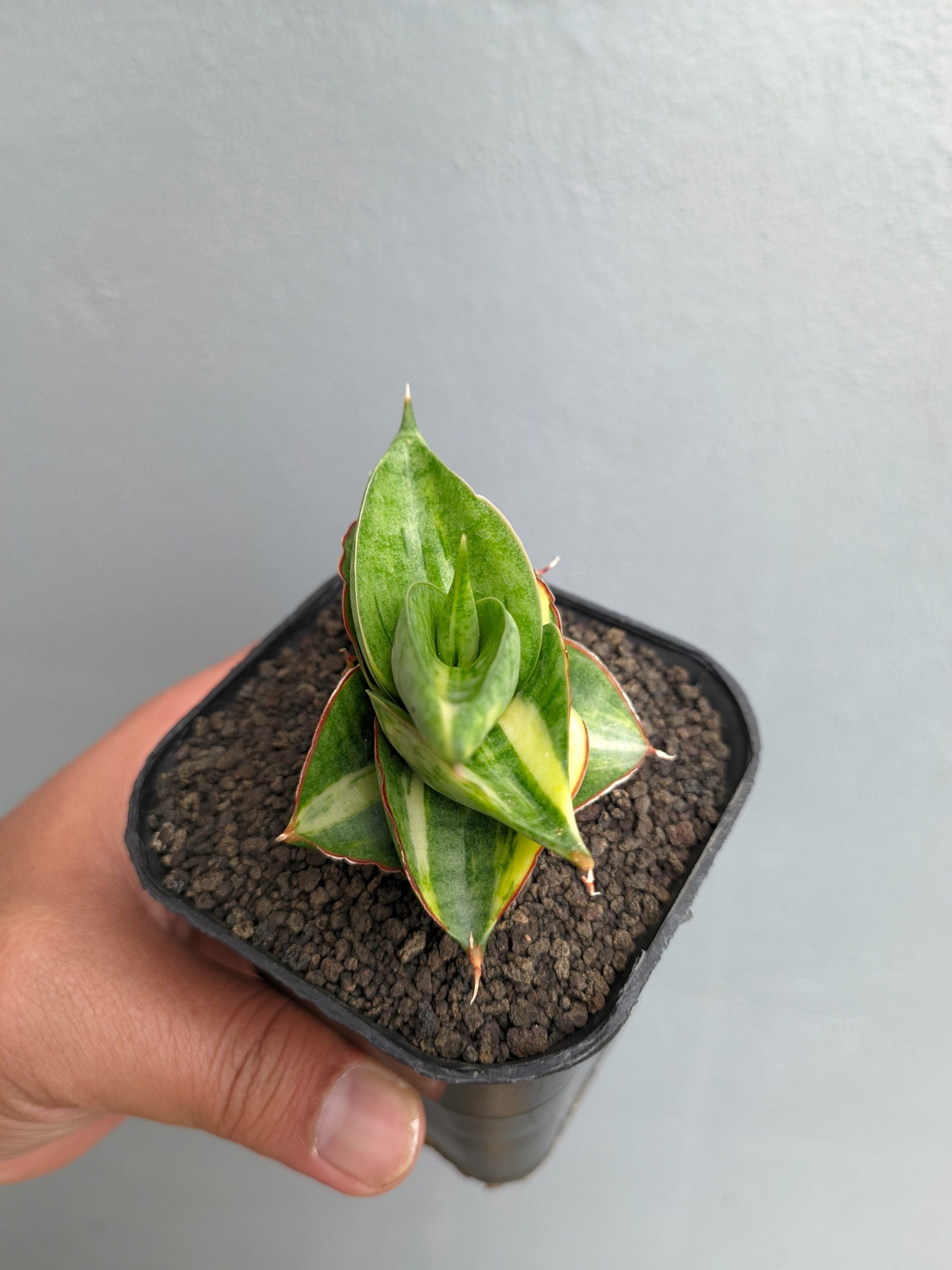 1394. Sansevieria Vienna Variegated - Image 5