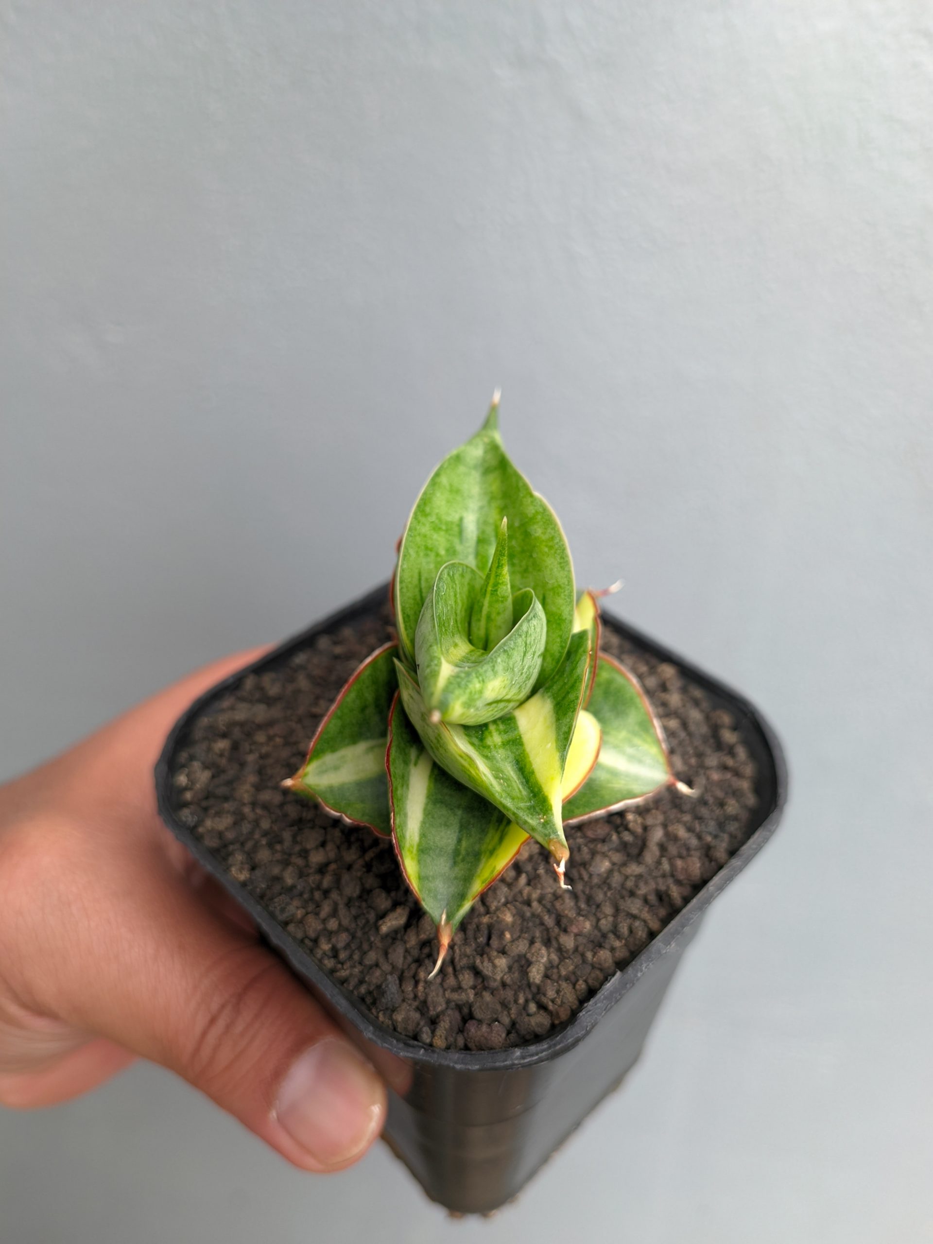 1394. Sansevieria Vienna Variegated - Image 6
