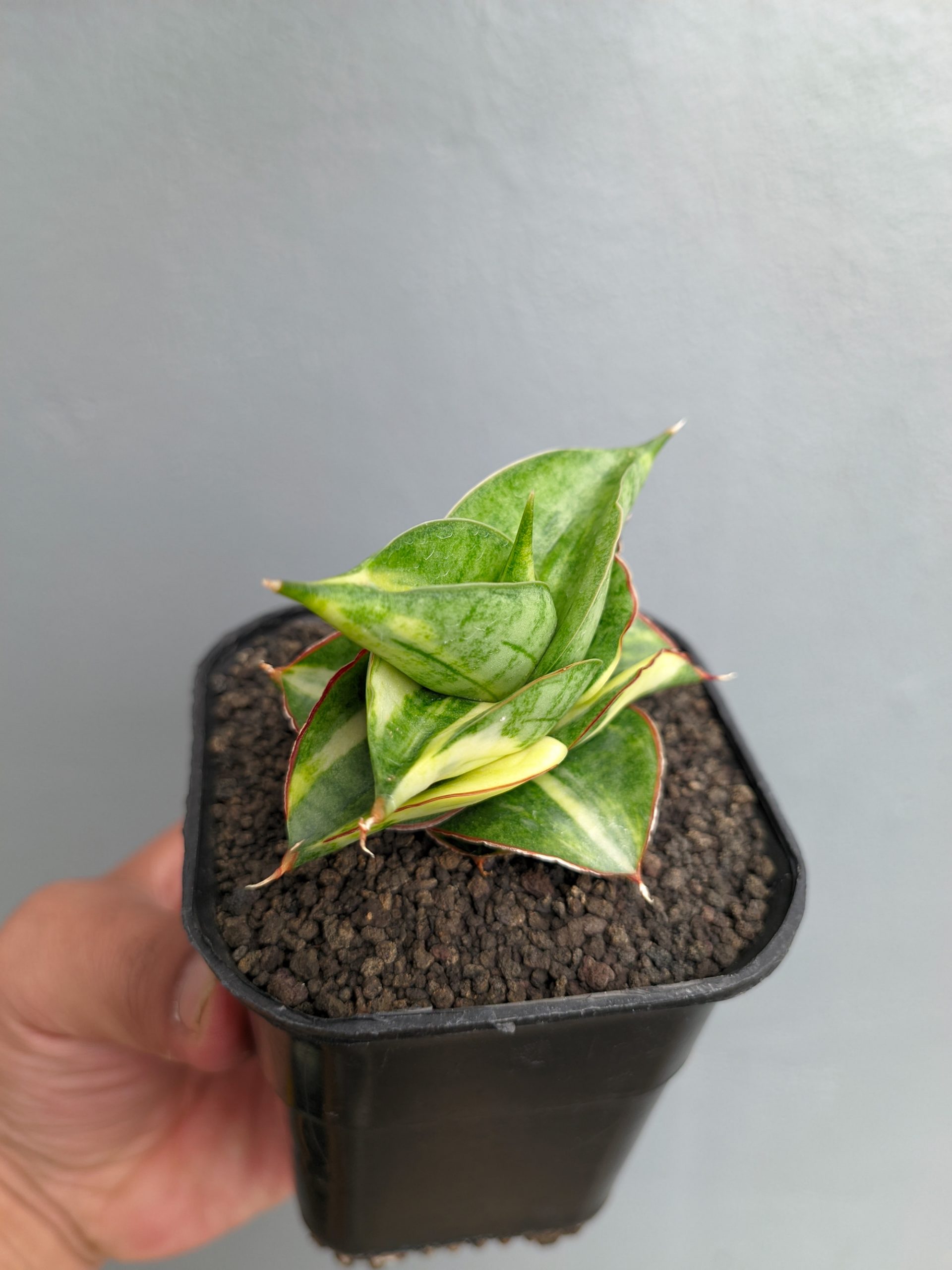 1394. Sansevieria Vienna Variegated - Image 7