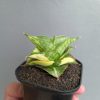 1394. Sansevieria Vienna Variegated