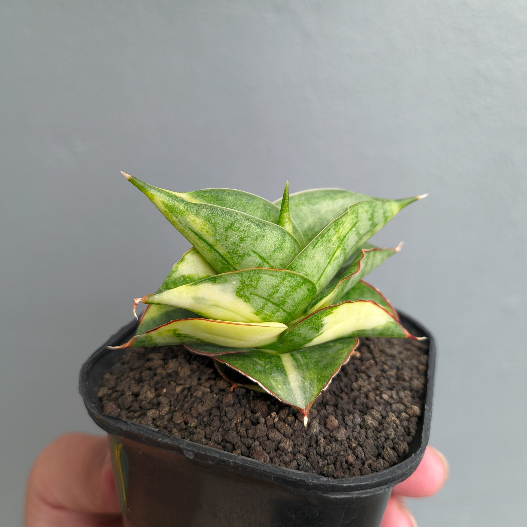 1394. Sansevieria Vienna Variegated