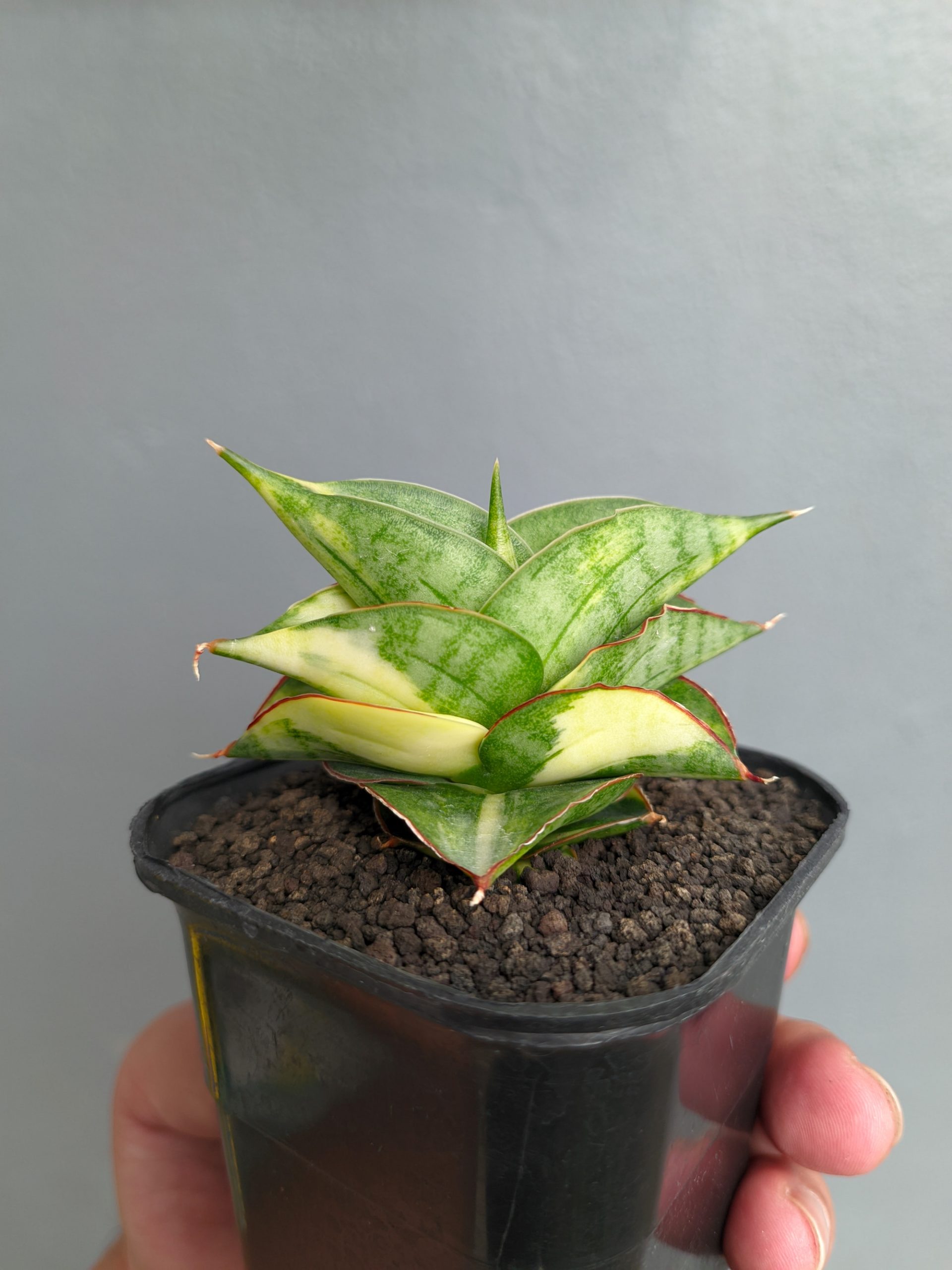 1394. Sansevieria Vienna Variegated - Image 8