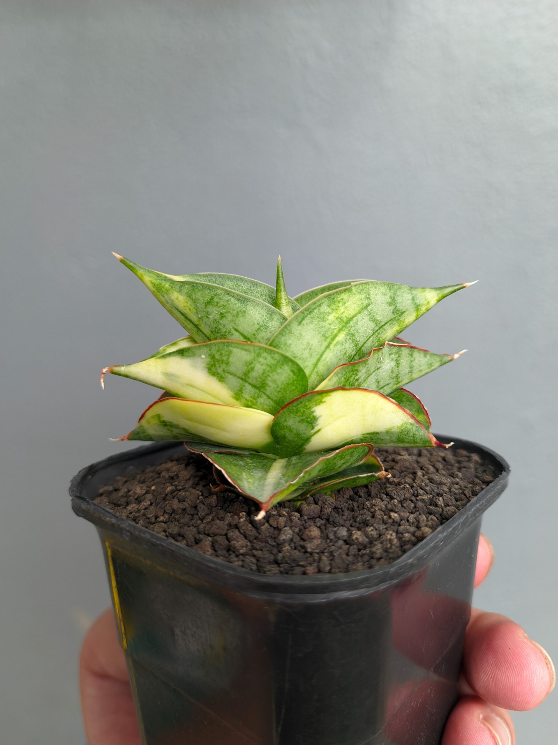 1394. Sansevieria Vienna Variegated - Image 9