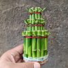 1396. Dracaena Sanderiana 'Lucky Bamboo'