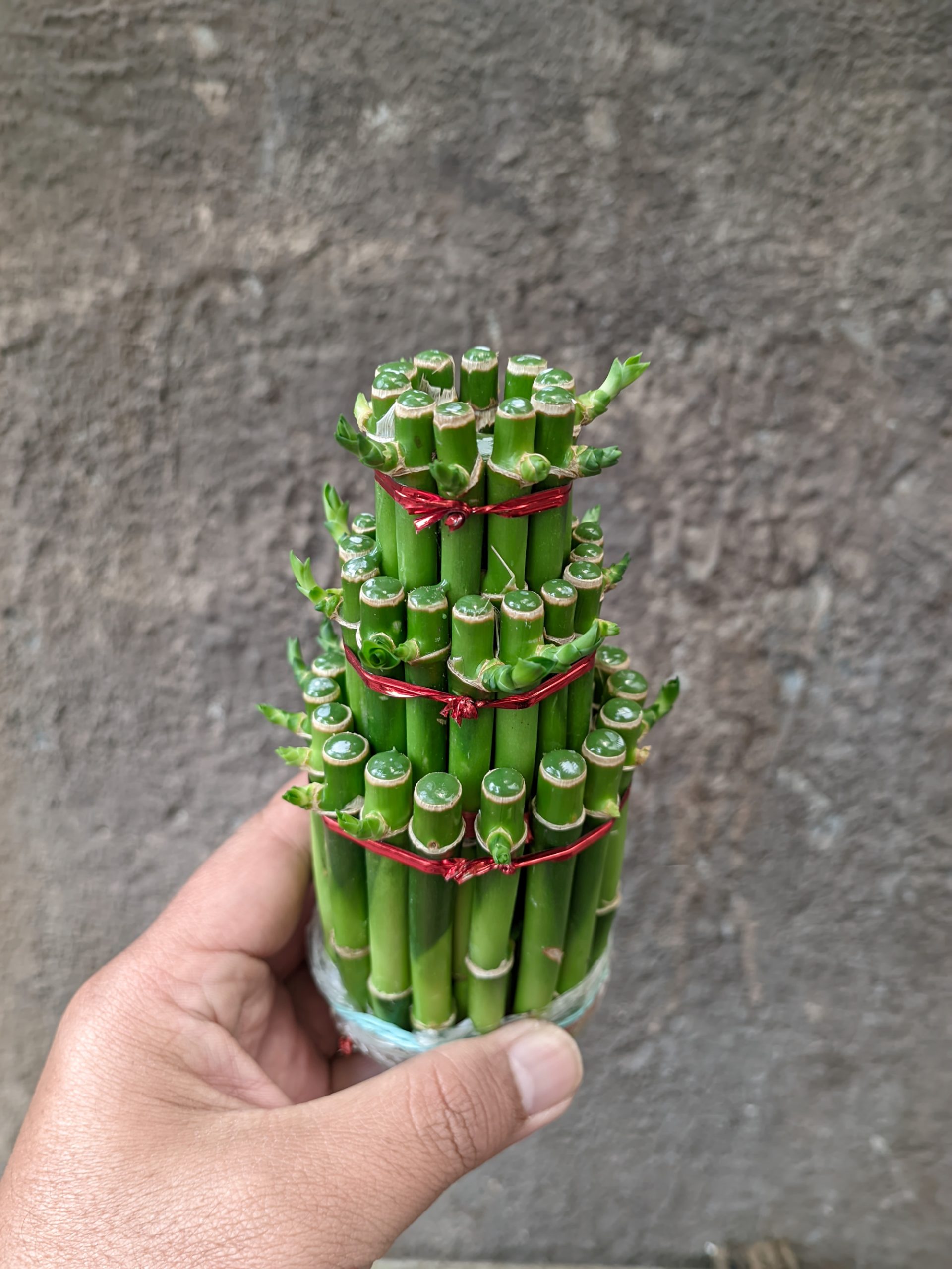 1396. Dracaena Sanderiana 'Lucky Bamboo' - Image 2